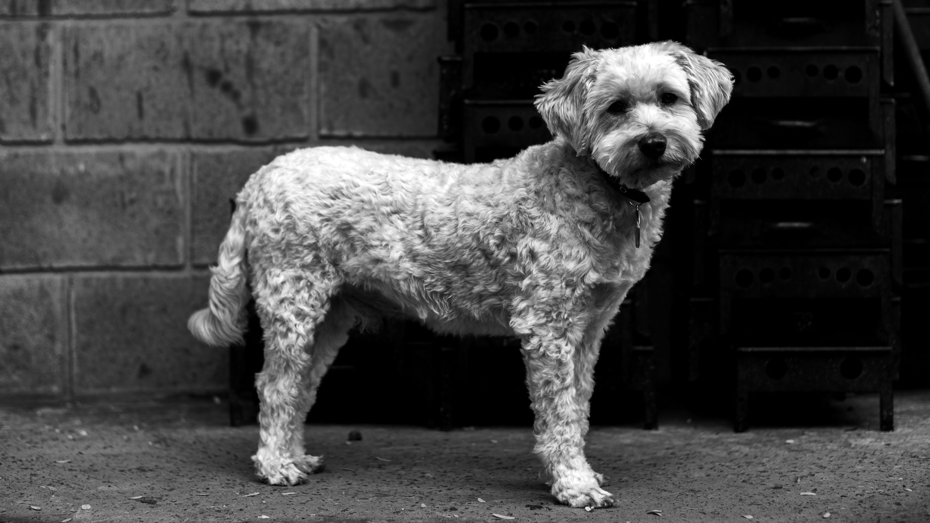Köpekte Mide Dönmesi (GDV): Belirti ve Acil Müdahale