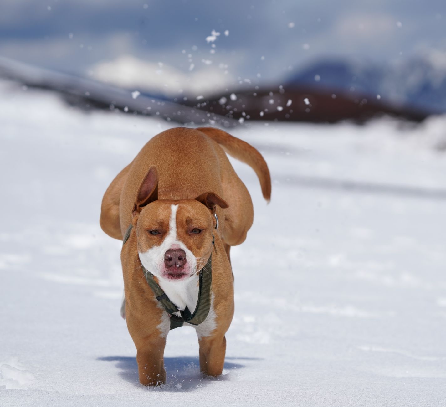 Köpekte Obezitenin Yol Açtığı Hastalıklar