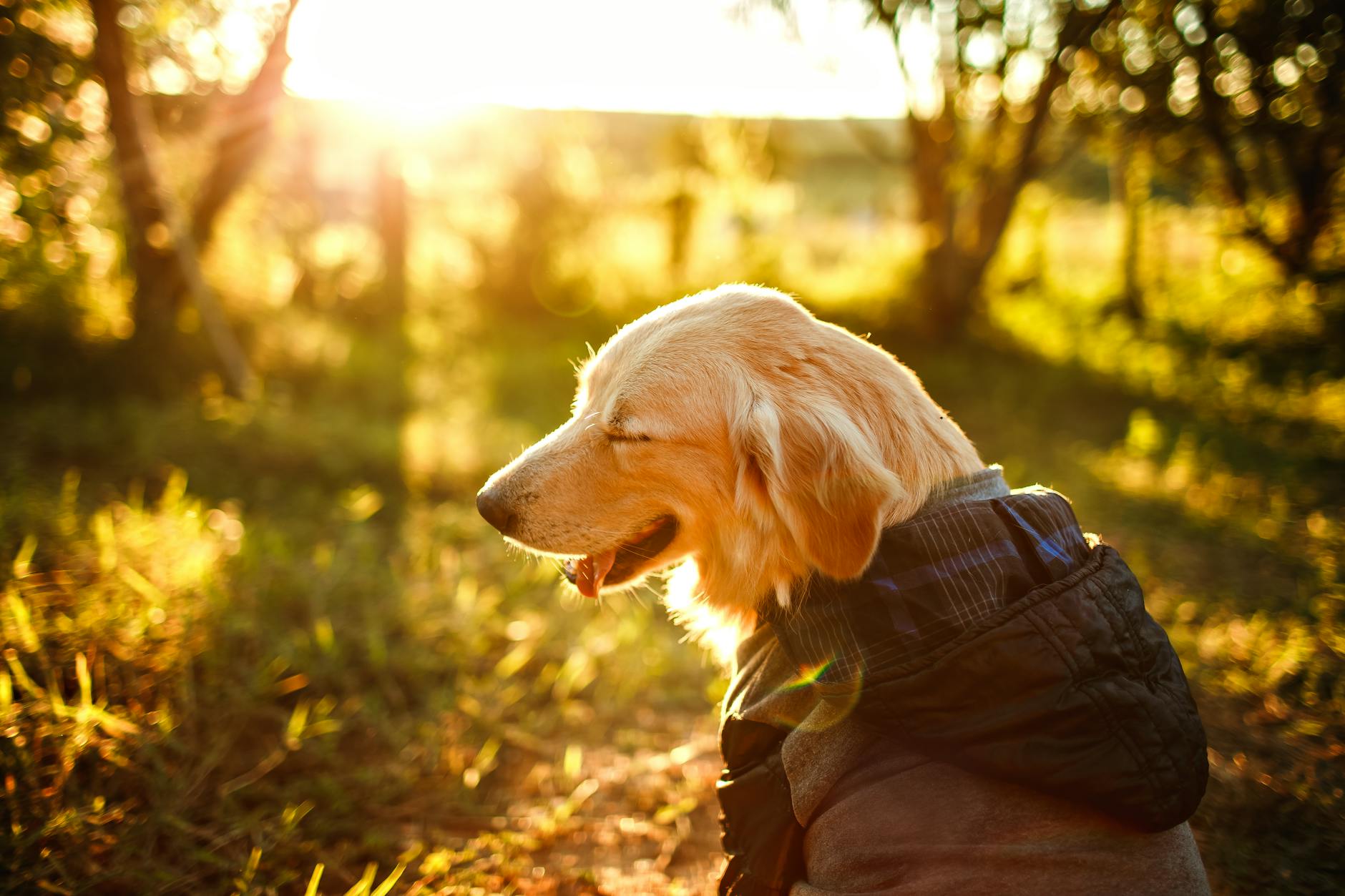 Köpekte Obezitenin Yol Açtığı Hastalıklar