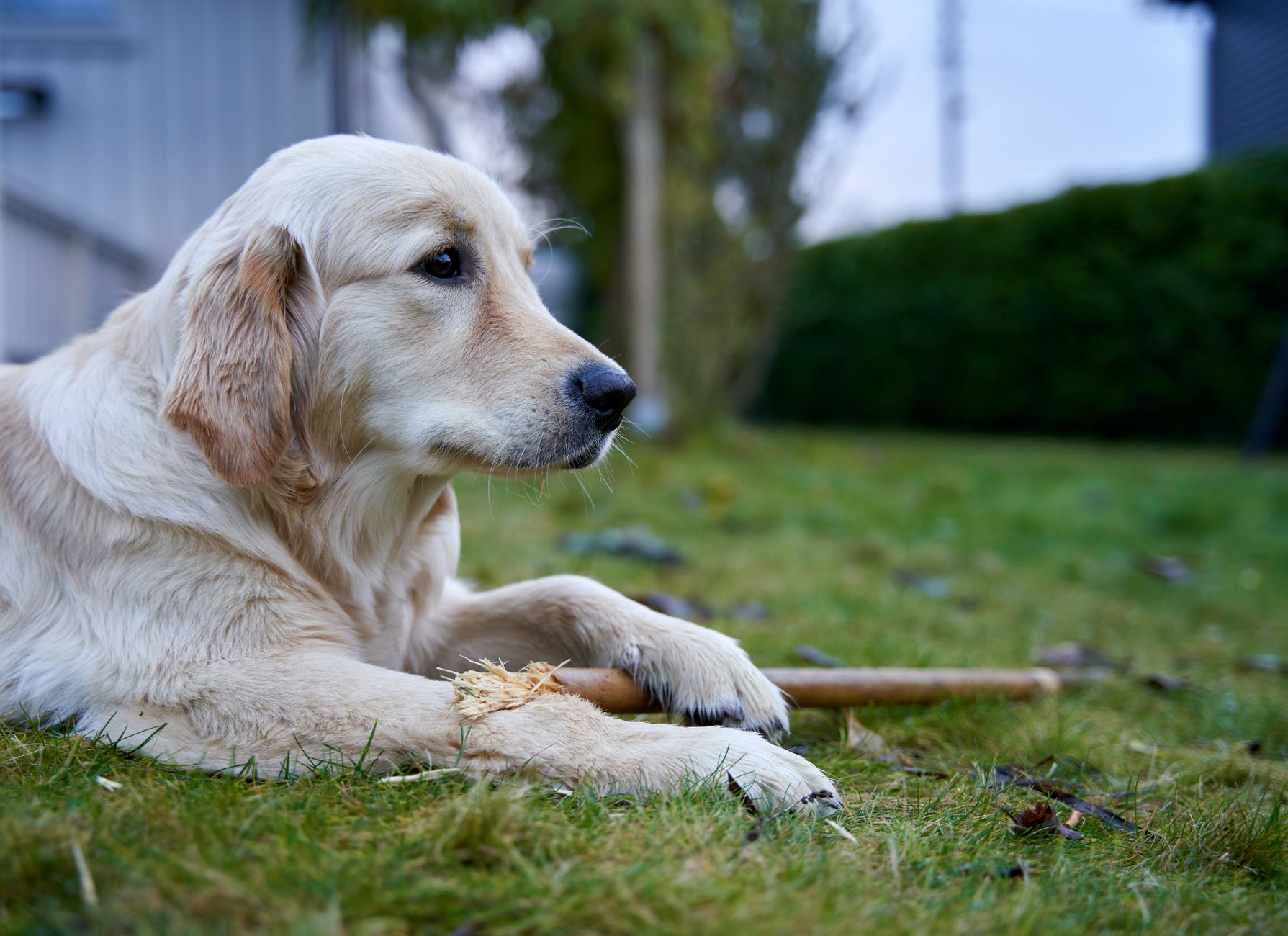 Köpekte Obezitenin Yol Açtığı Hastalıklar