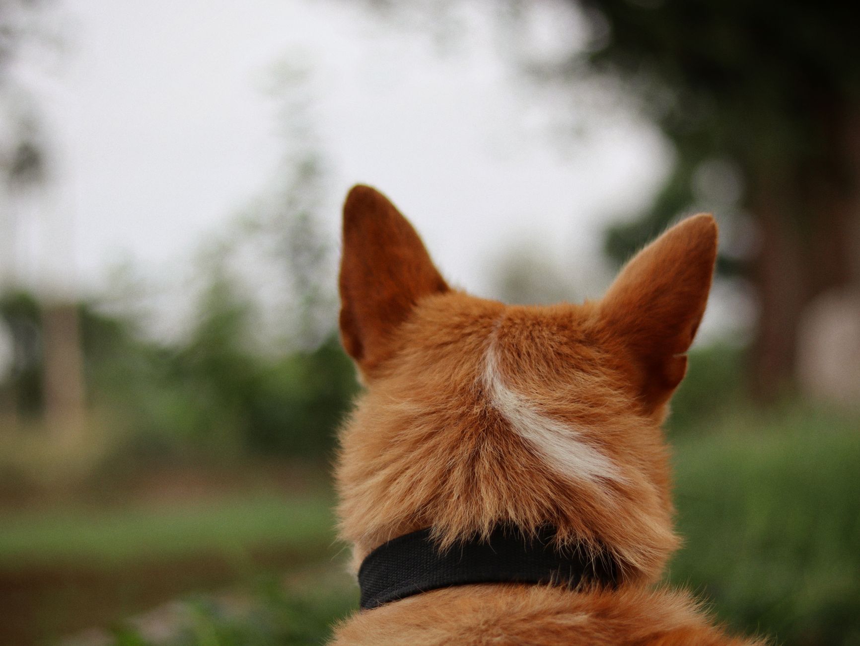 Köpekte Obezite ve Metabolik Sağlık: Vücut Kondisyonu, Diyet ve Egzersiz
