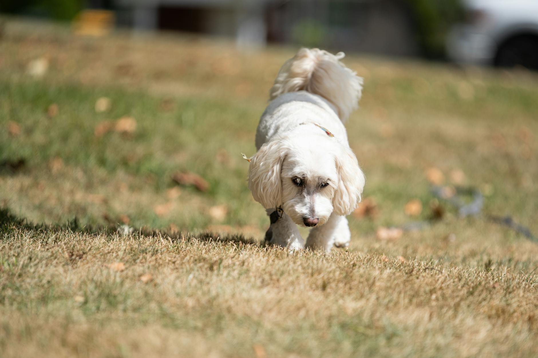 Köpekte Obezite ve Metabolik Sağlık: Vücut Kondisyonu, Diyet ve Egzersiz