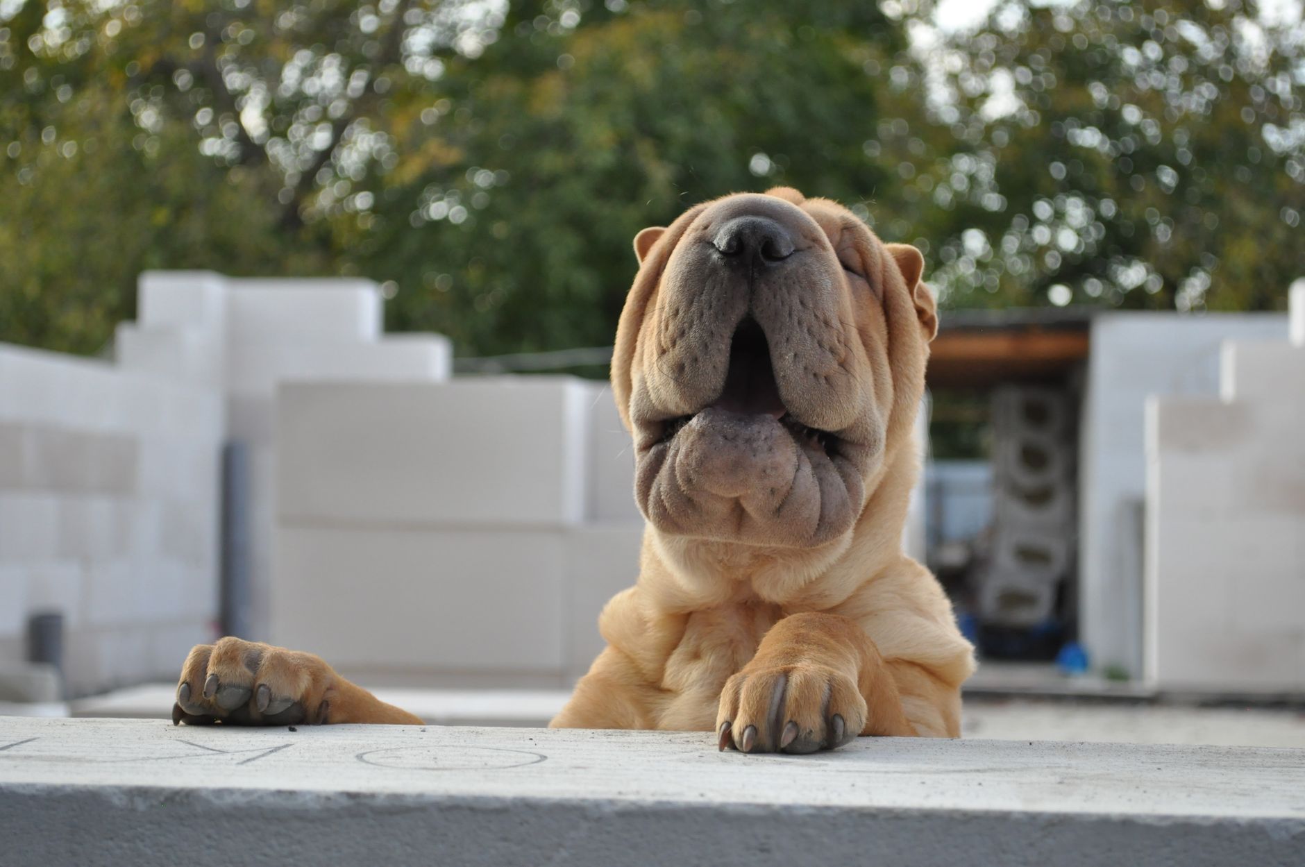 Köpekte Obezite ve Metabolik Sağlık: Vücut Kondisyonu, Diyet ve Egzersiz
