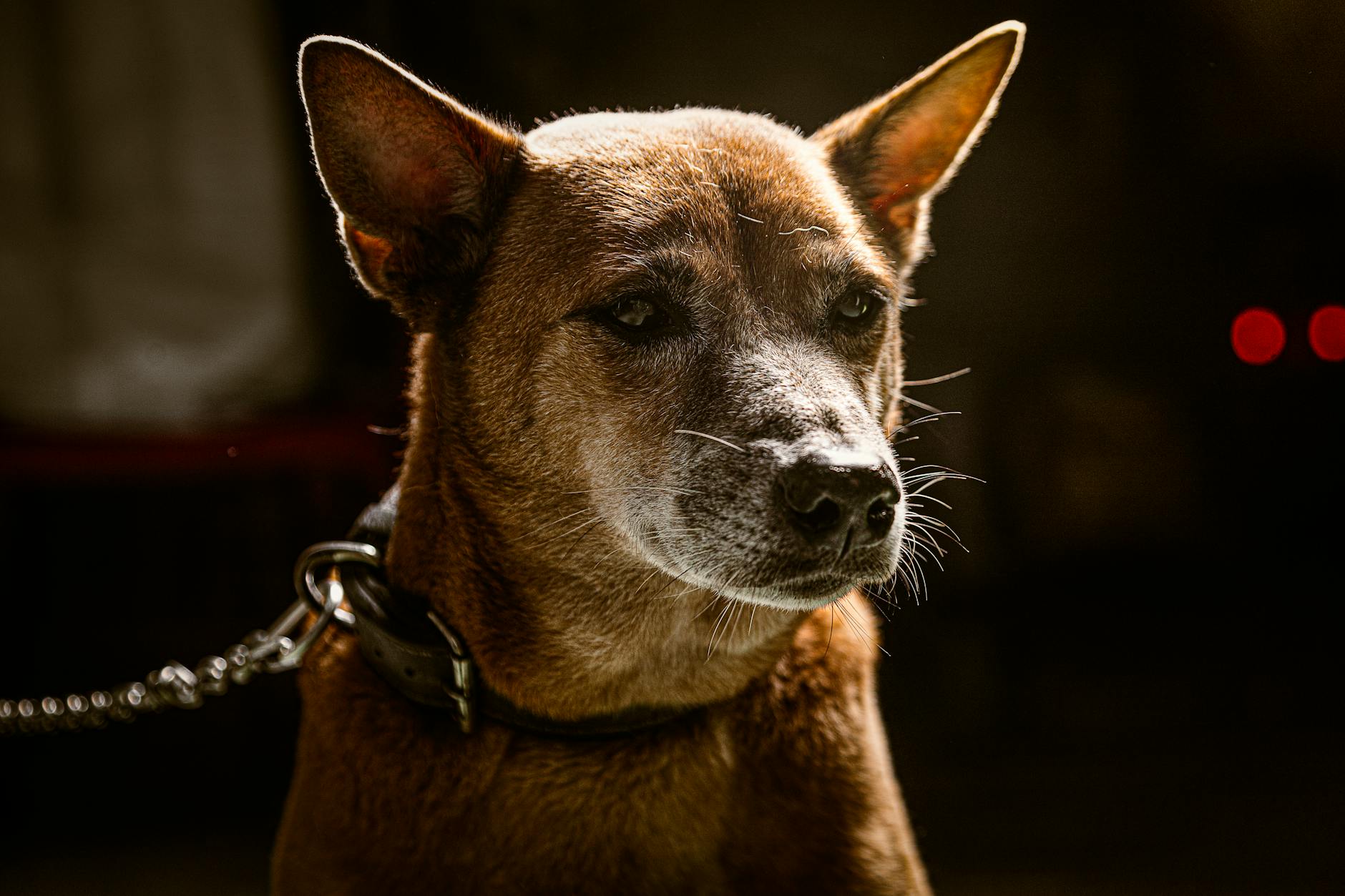 Köpekte Osteoartrit: Eklem Ağrısı ve Hareket Kısıtlılığı