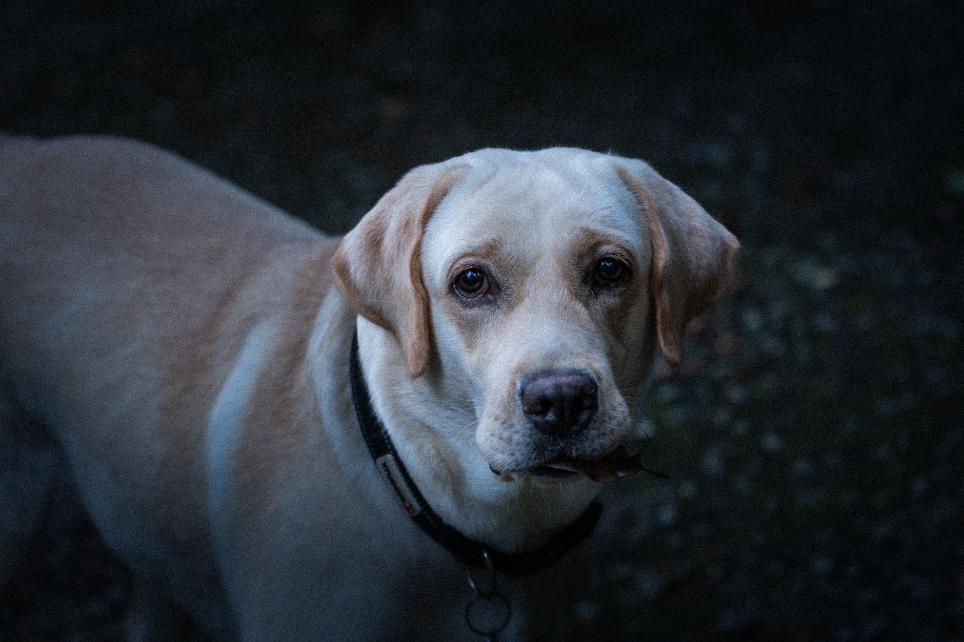 Köpekte Osteoartrit: Eklem Ağrısı ve Hareket Kısıtlılığı