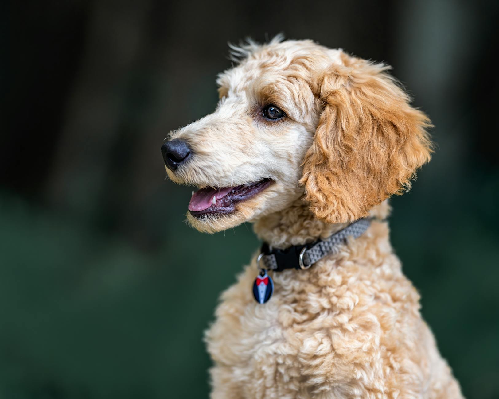 Köpekte Osteoartrit: Eklem Ağrısı ve Hareket Kısıtlılığı