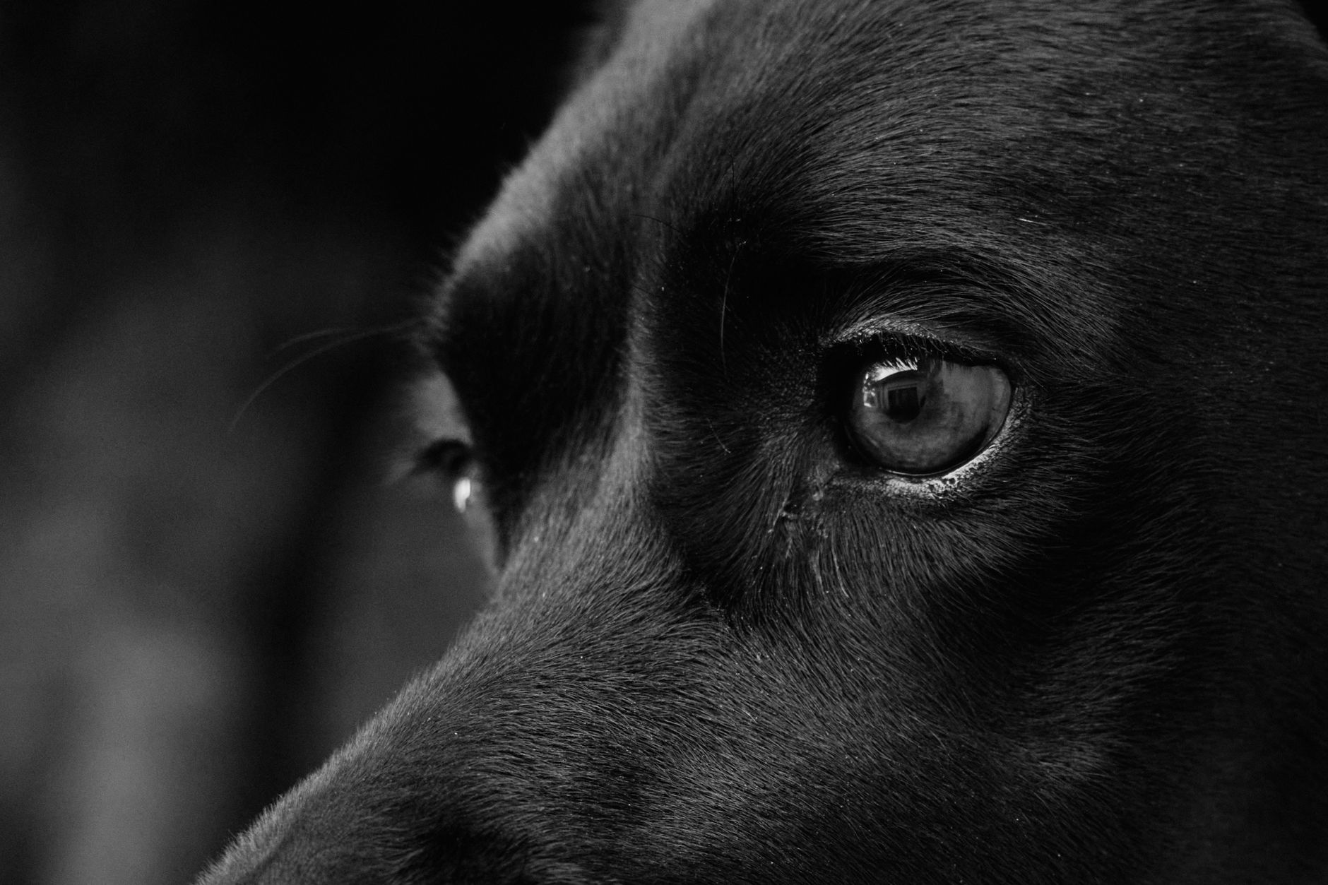 Köpekte Parazit Koruma Ürünleri: Tasma, Damla ve Tablet