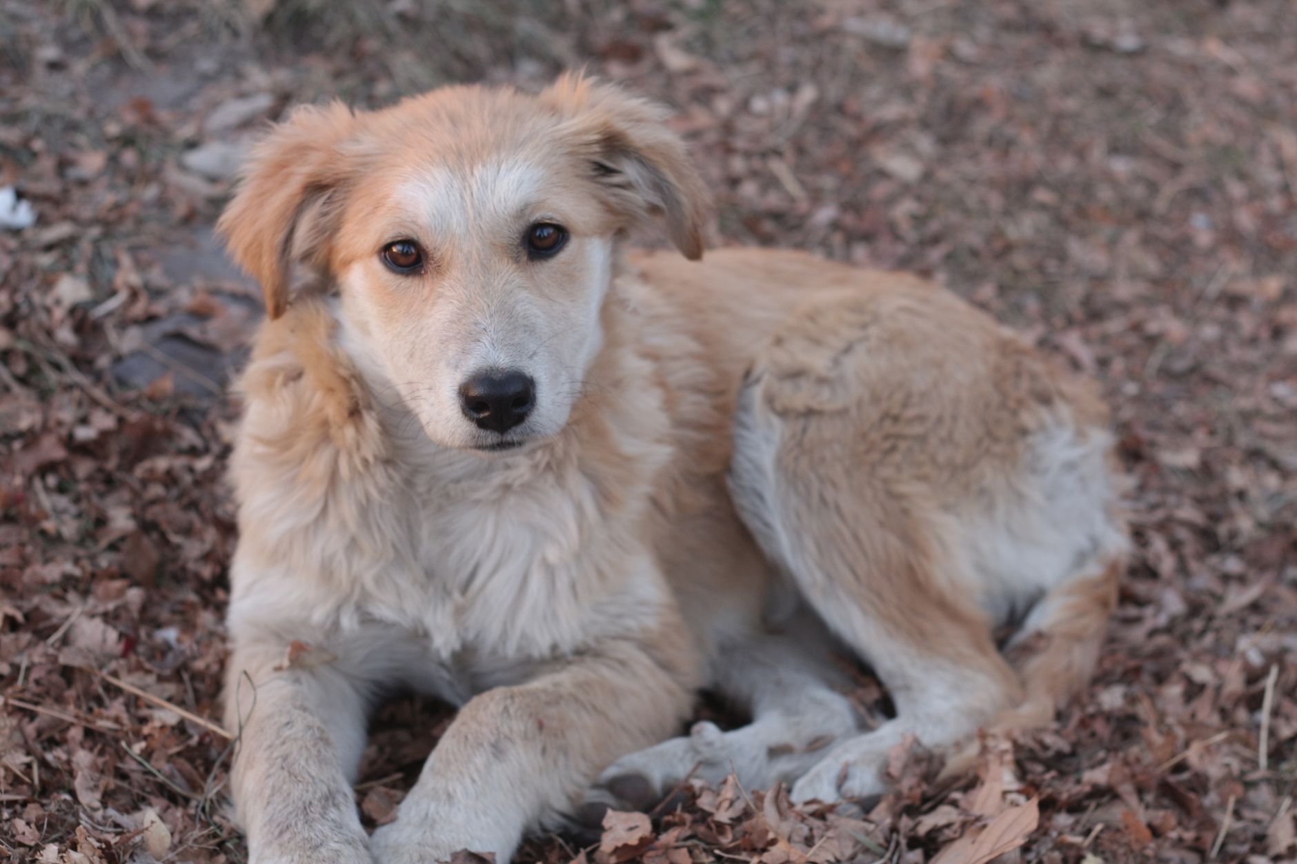 Köpekte Parazit Koruma Ürünleri: Tasma, Damla ve Tablet