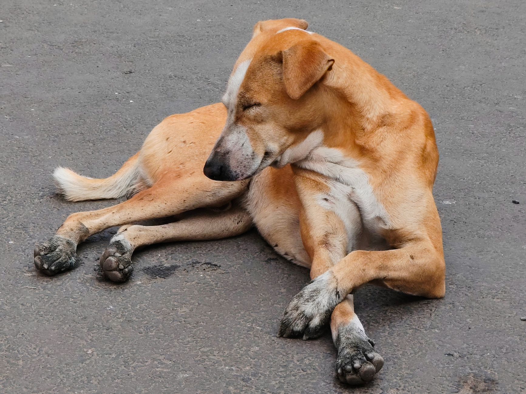 Köpekte Parazit Koruma Ürünleri: Tasma, Damla ve Tablet