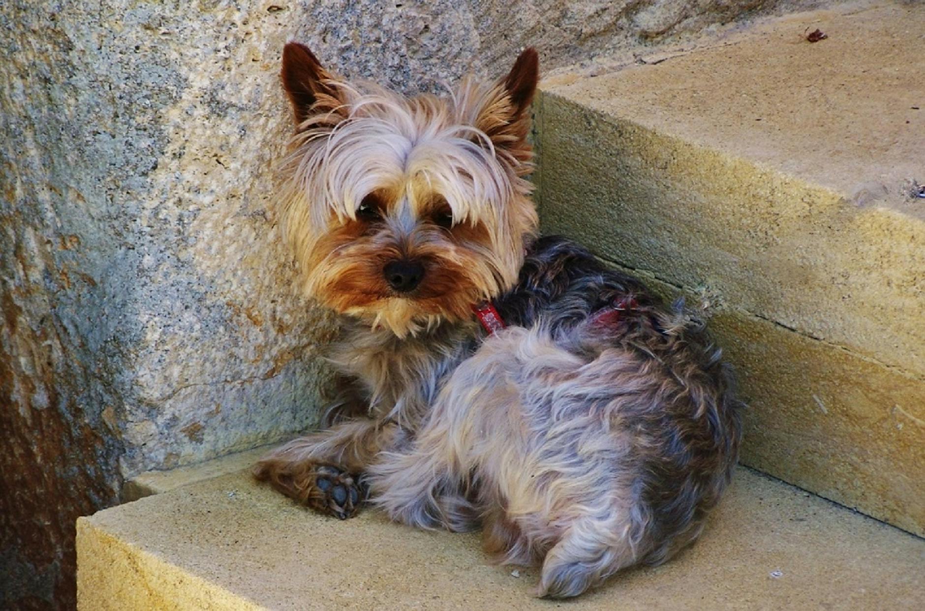 Köpekte Parvovirüs: Yavruda Belirti ve Acil Tedavi