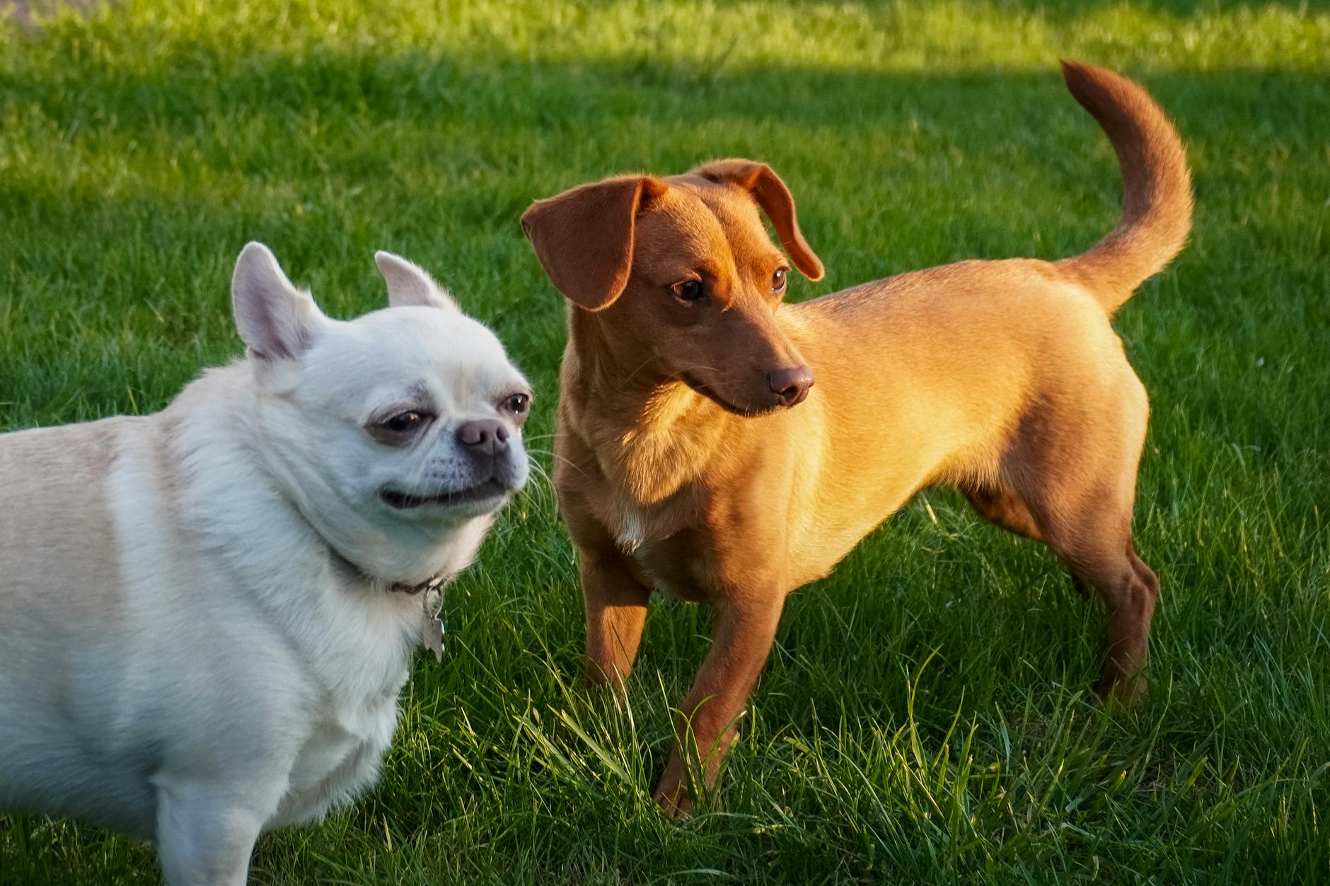 Köpekte Parvovirüs: Yavruda Belirti ve Acil Tedavi