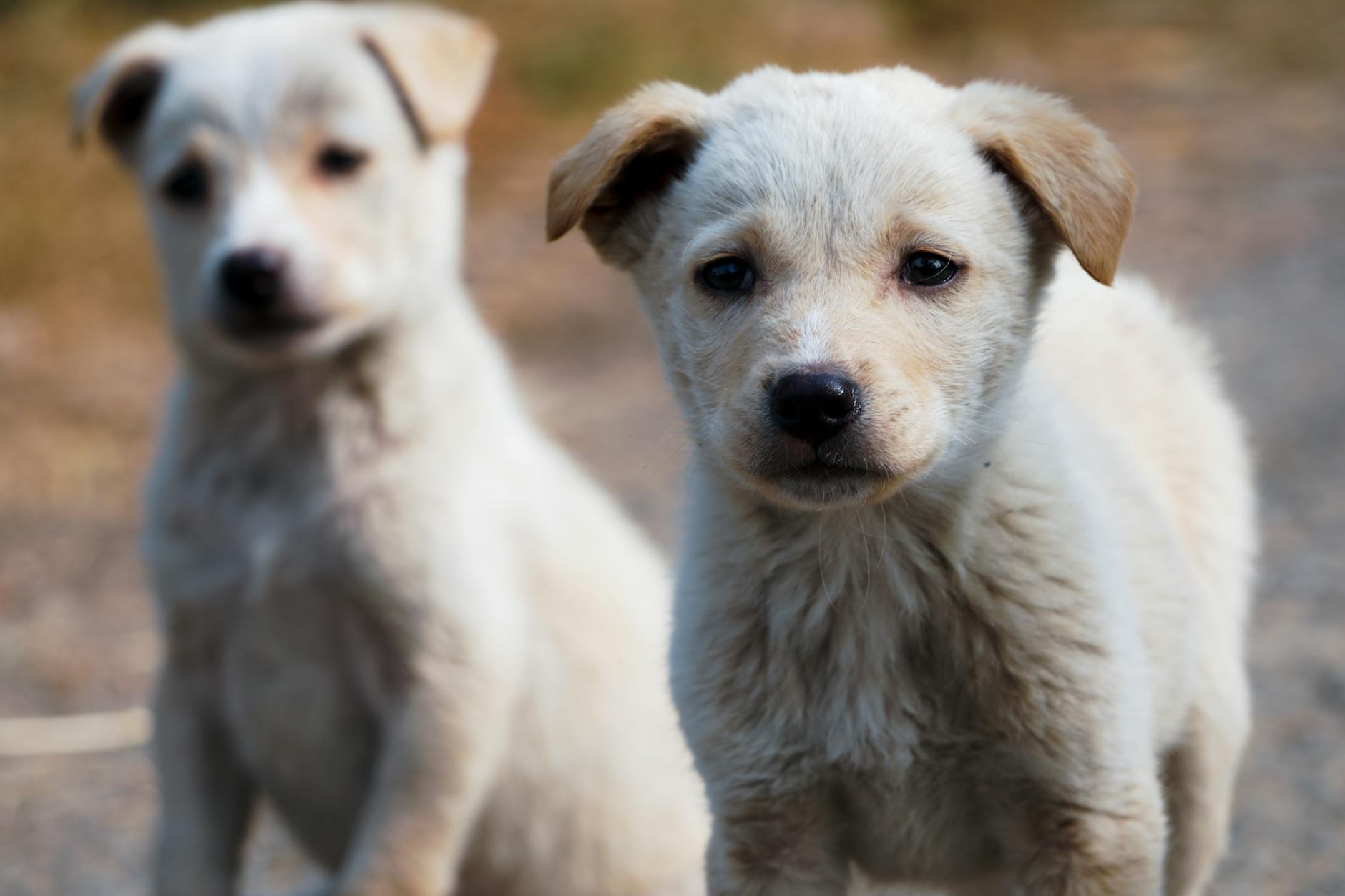 Köpekte Parvovirüs: Yavruda Belirti ve Acil Tedavi