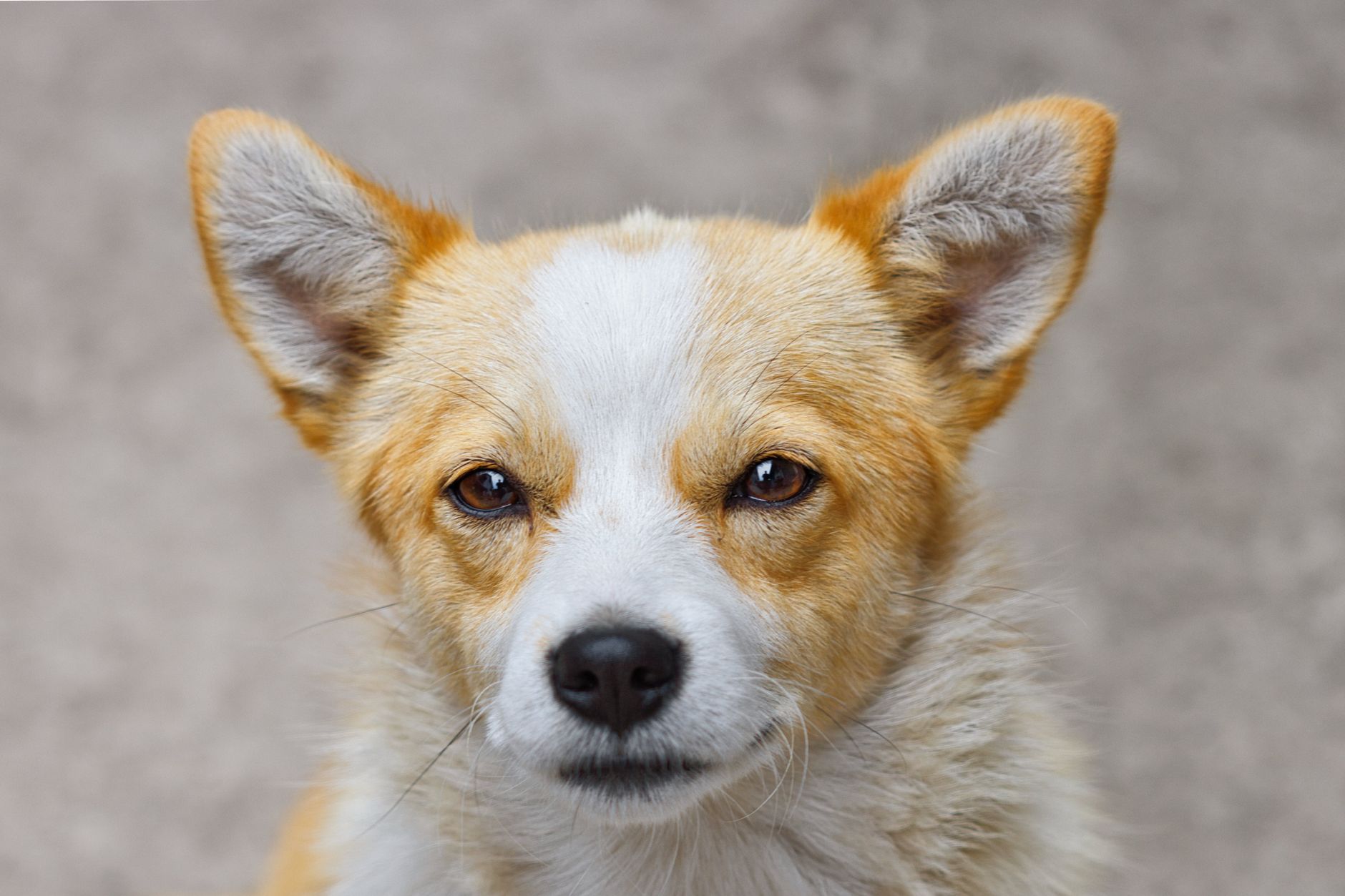 Köpekte Pire Alerjisi: Kaşıntı ve Cilt Tahrişi