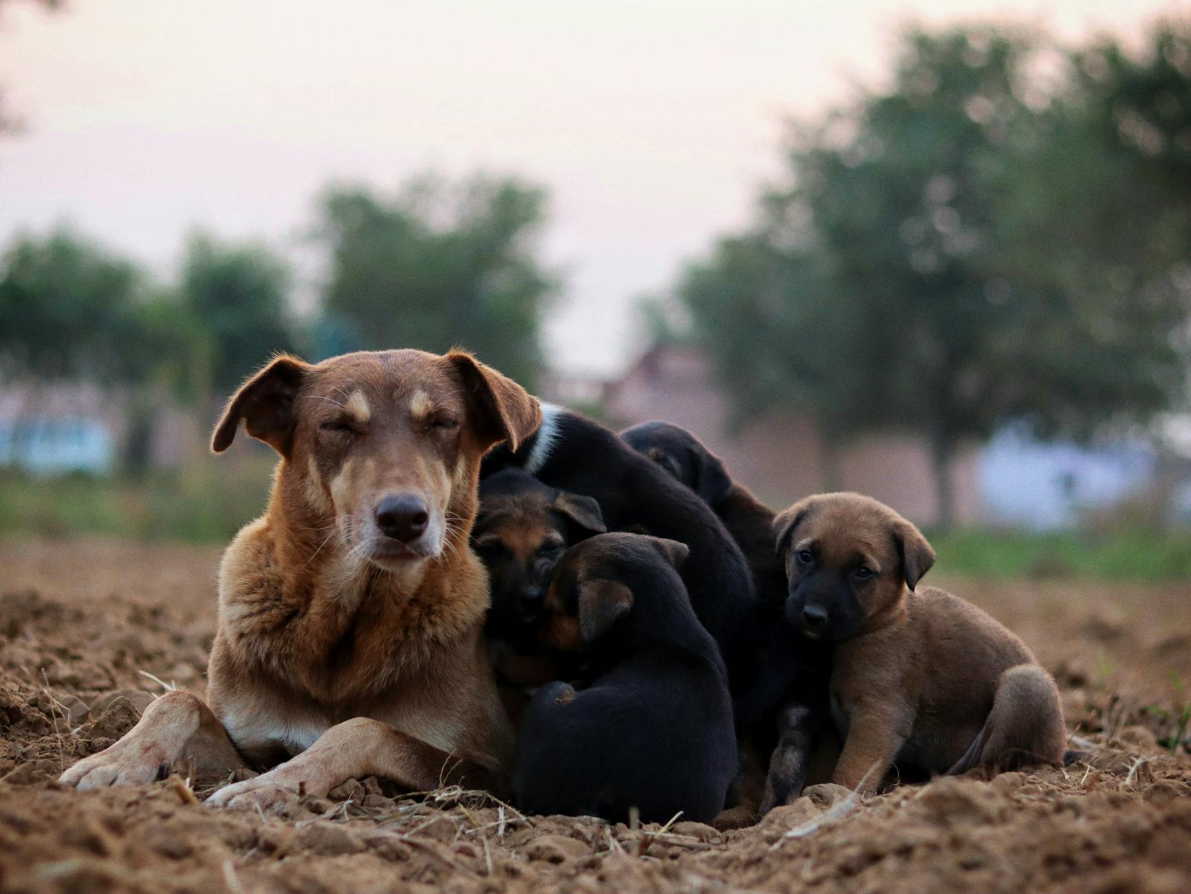 Köpekte Pire Alerjisi: Kaşıntı ve Cilt Tahrişi