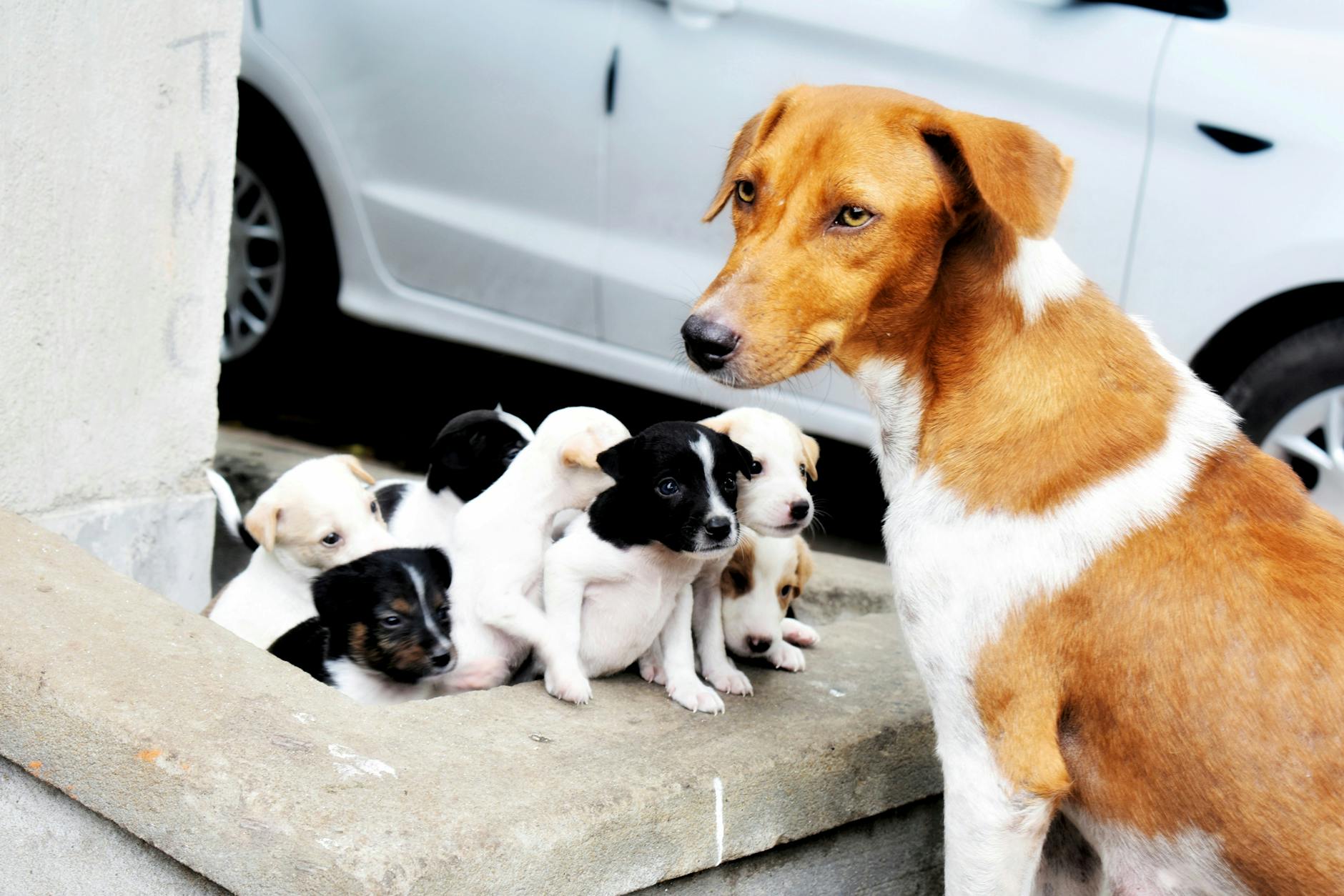 Köpekte Pire Alerjisi: Kaşıntı ve Cilt Tahrişi