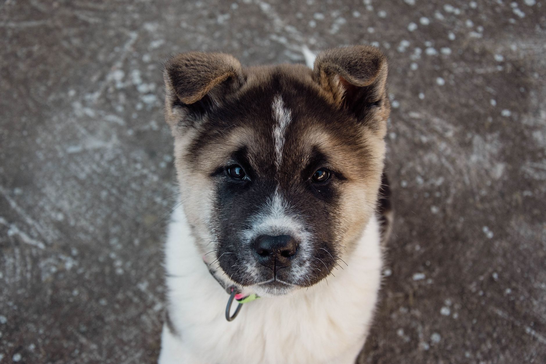 Köpekte Porsiyon ve Kalori Hesabı