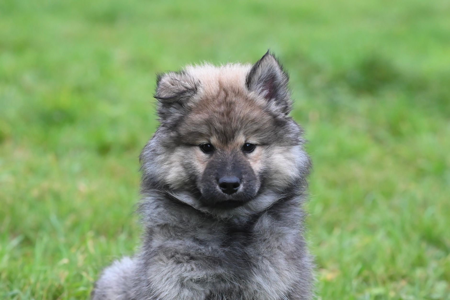 Köpekte Porsiyon ve Kalori Hesabı