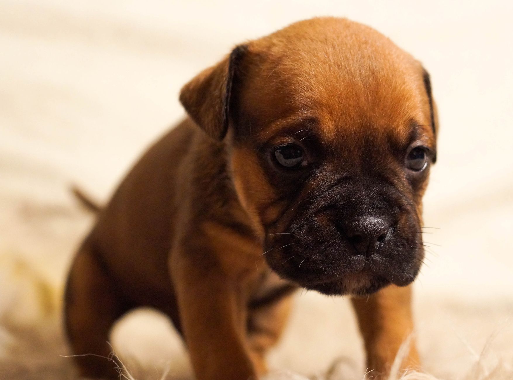 Köpekte Porsiyon ve Kalori Hesabı