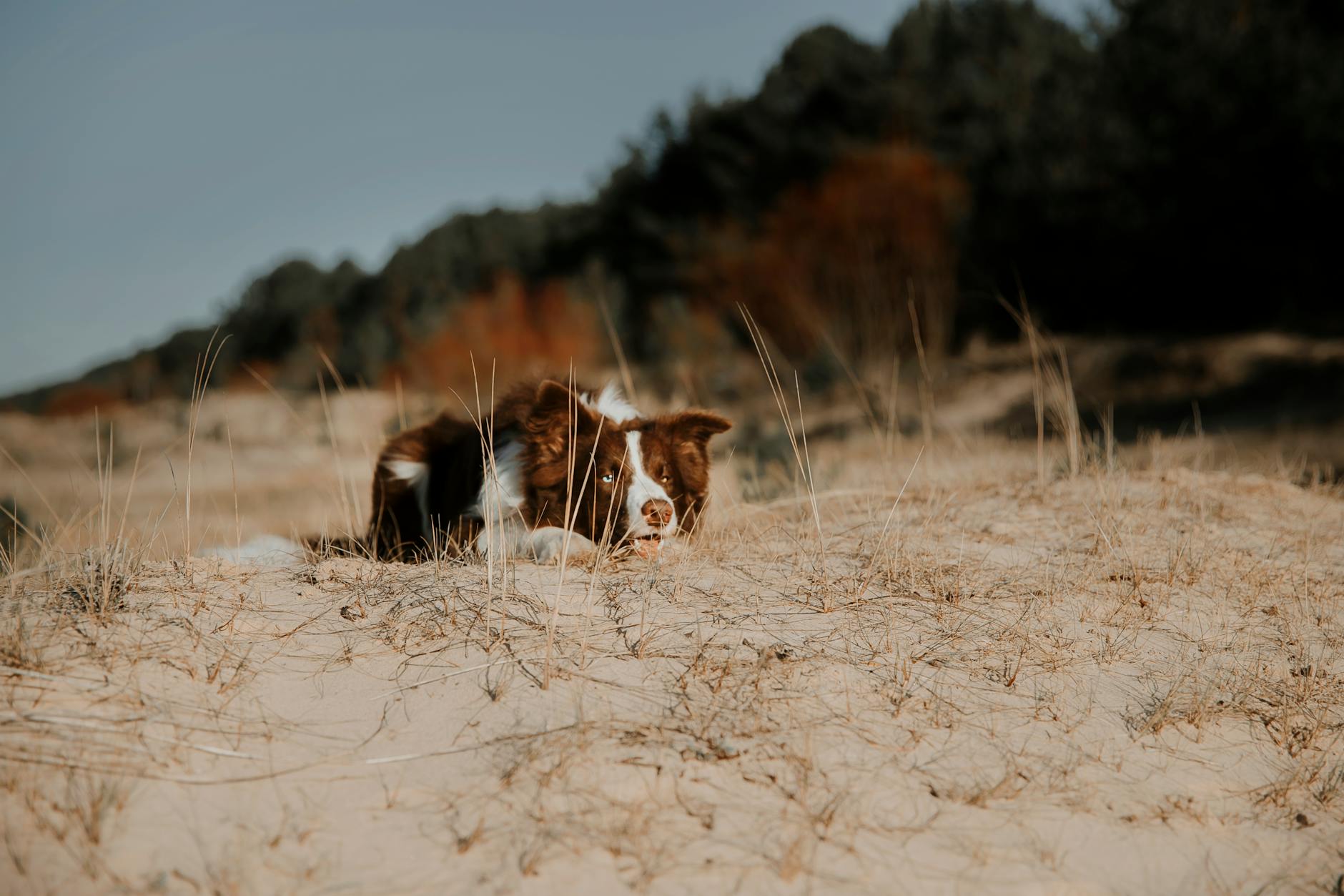Köpekte Pozitif Pekiştirme: Davranış Eğitimi Temelleri