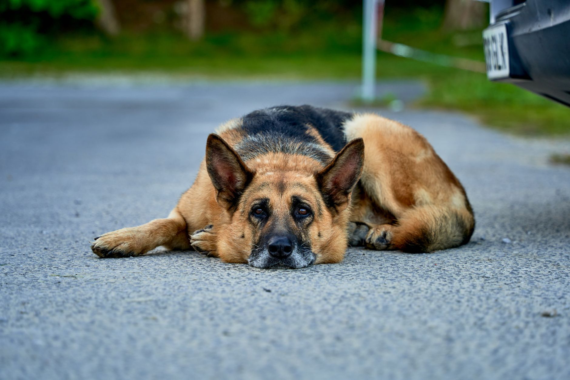 Köpekte Pozitif Pekiştirme: Davranış Eğitimi Temelleri