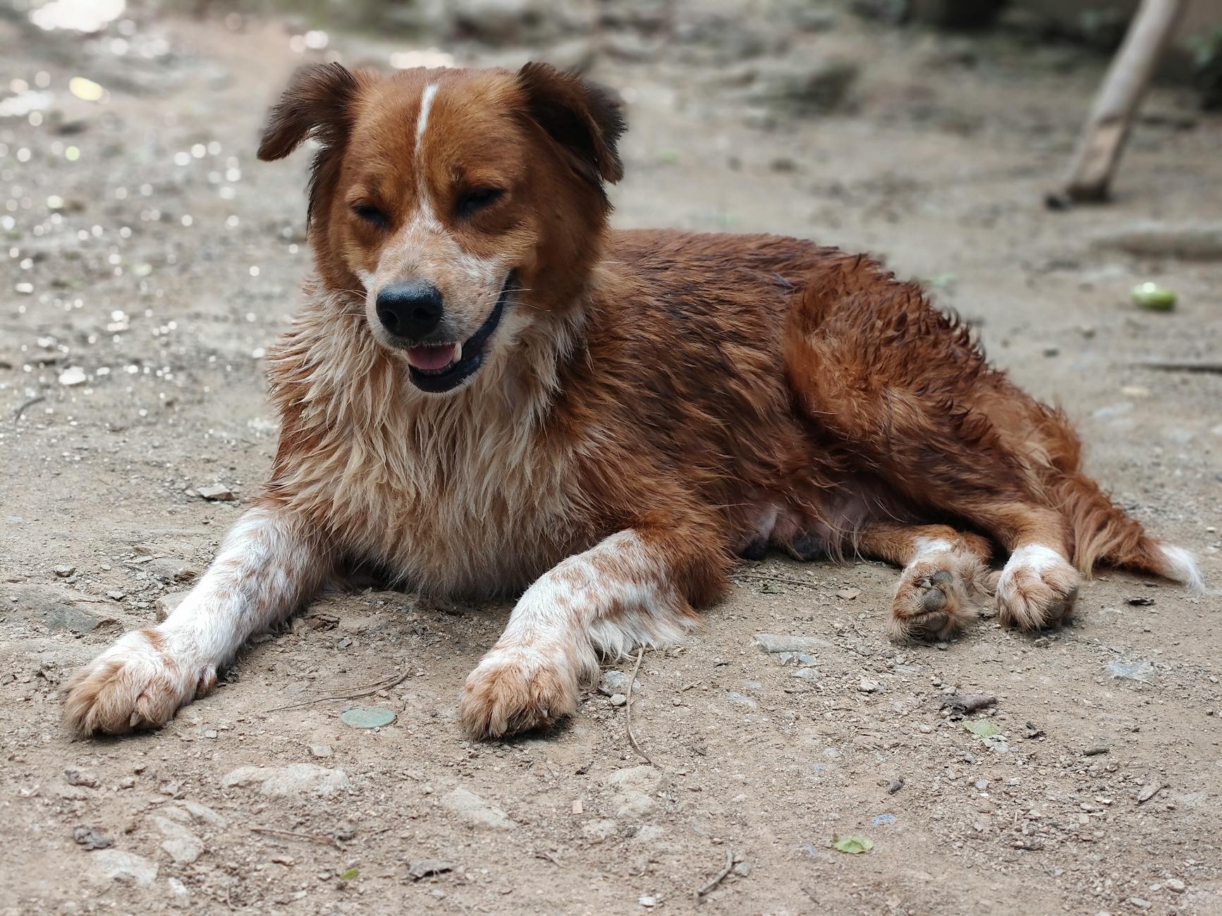 Köpekte Pozitif Pekiştirme: Davranış Eğitimi Temelleri