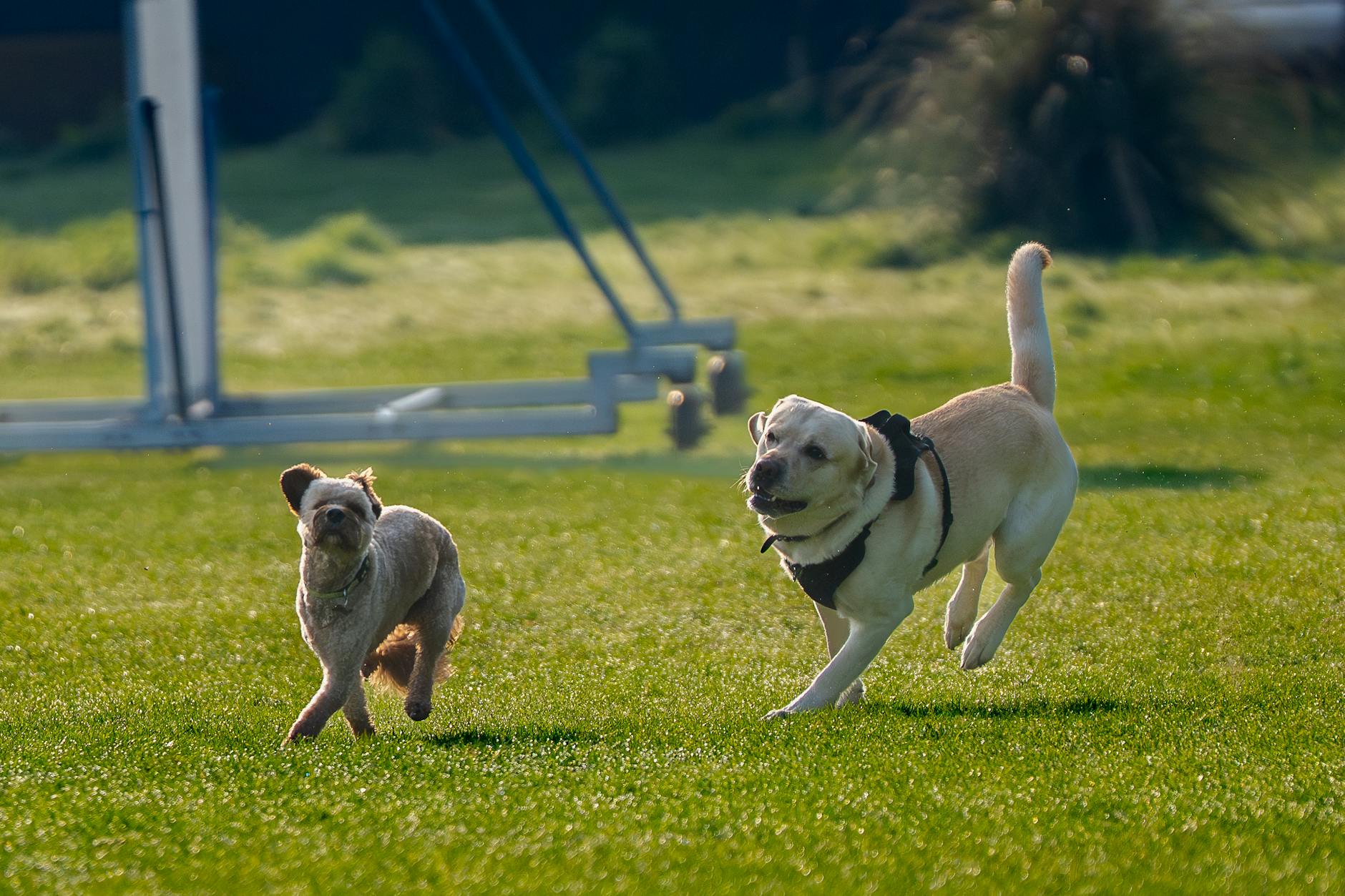 Köpek Sahiplenmek: Irk Seçiminden Yaşam Boyu Bakıma Tam Rehber