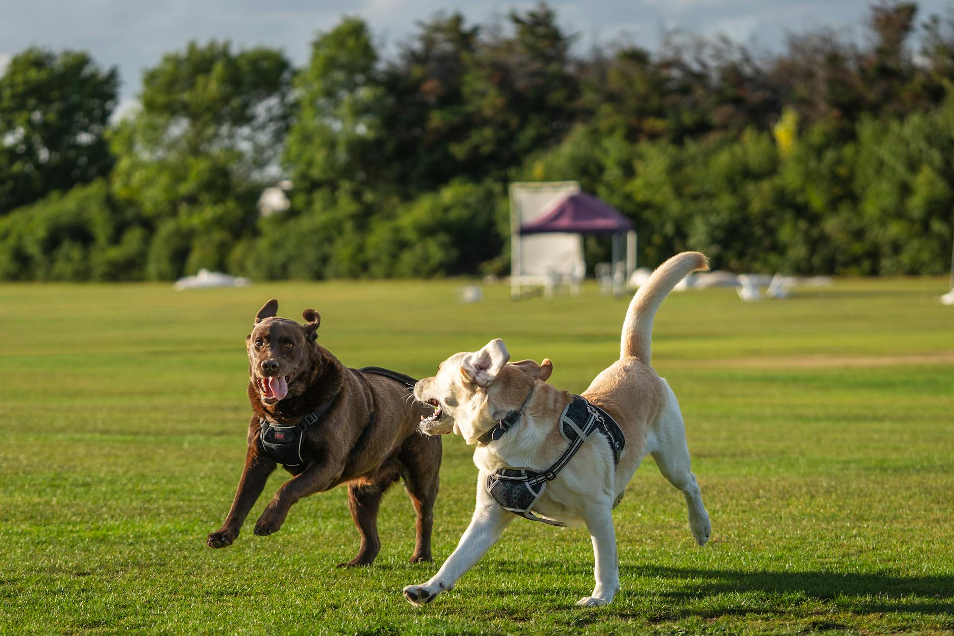Köpek Sahiplenmek: Irk Seçiminden Yaşam Boyu Bakıma Tam Rehber