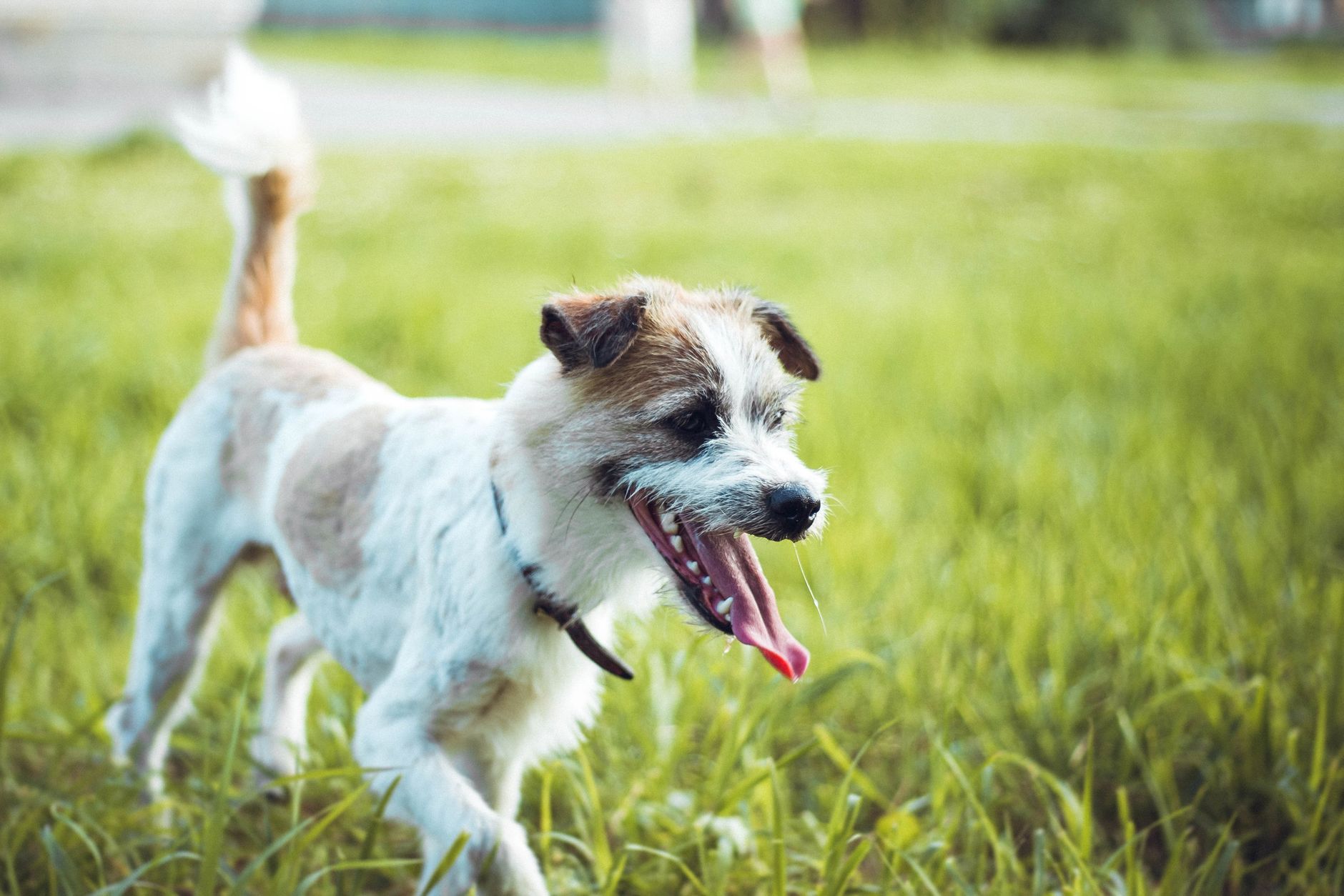 Köpek Sahiplenmek: Irk Seçiminden Yaşam Boyu Bakıma Tam Rehber