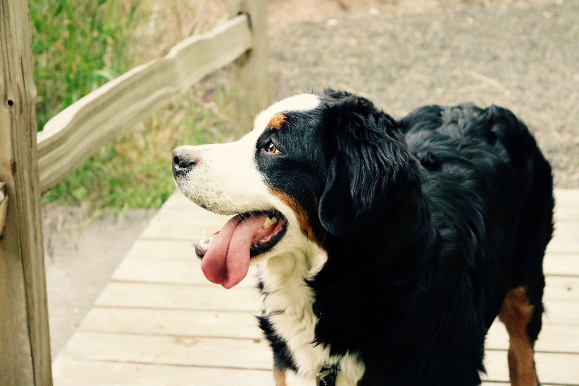 Köpekte Saldırganlık: Türleri, Nedenleri ve Yönetimi