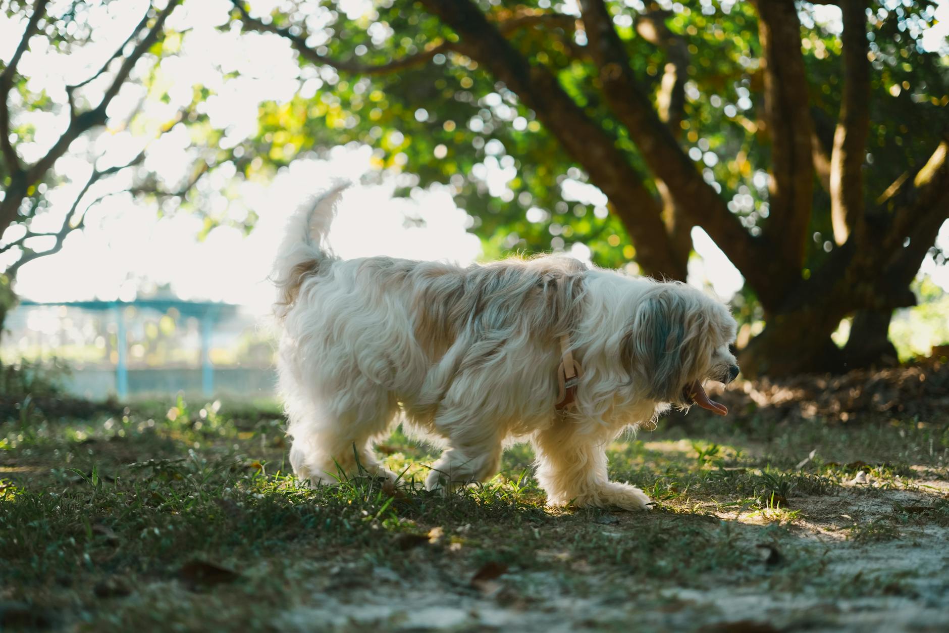 Köpekte Saldırganlık: Türleri, Nedenleri ve Yönetimi