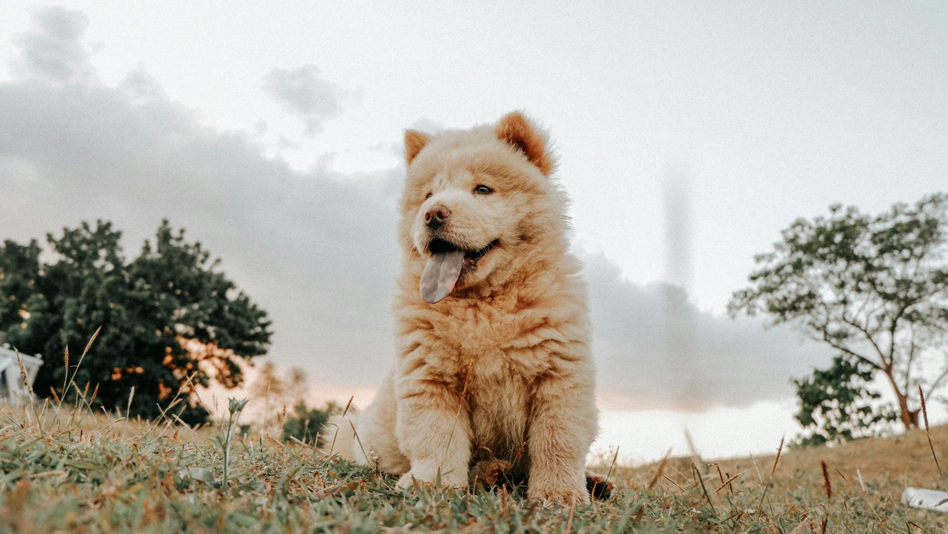 Köpekte Saldırganlık: Türleri, Nedenleri ve Yönetimi