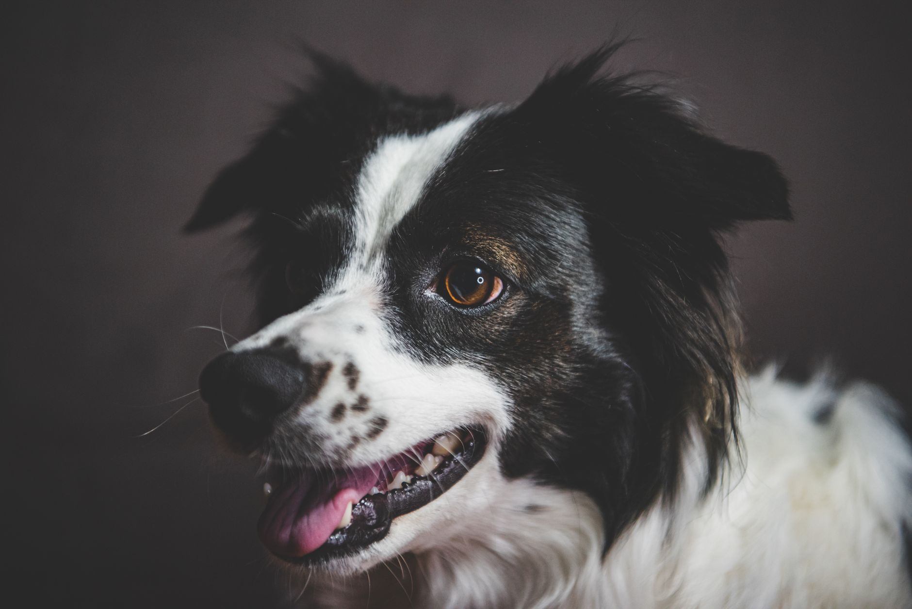 Köpekte Kas Kaybı (Sarkopeni): Nedenleri ve Önlenmesi