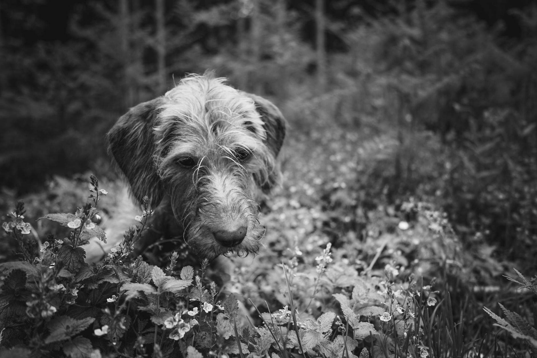 Köpekte Kas Kaybı (Sarkopeni): Nedenleri ve Önlenmesi