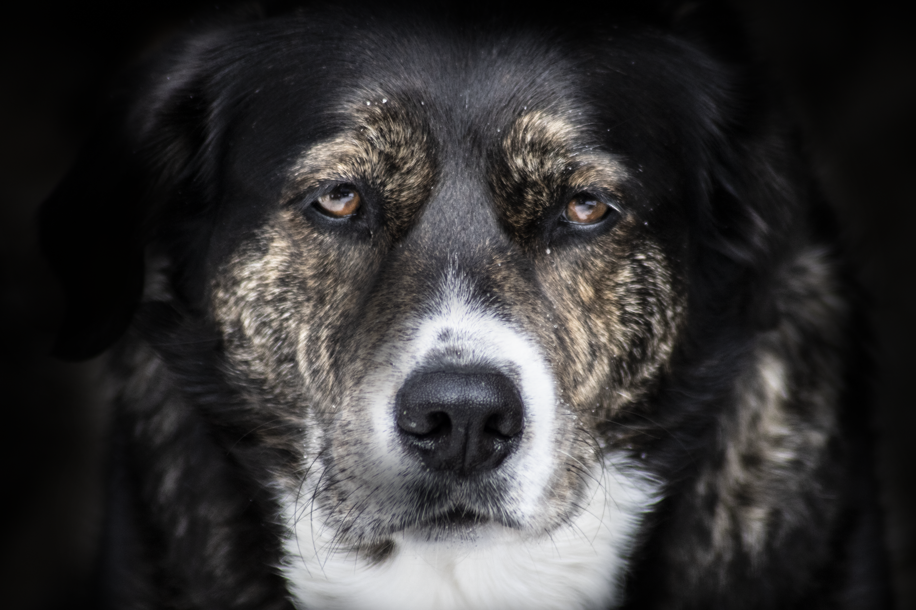 Köpekte Kas Kaybı (Sarkopeni): Nedenleri ve Önlenmesi