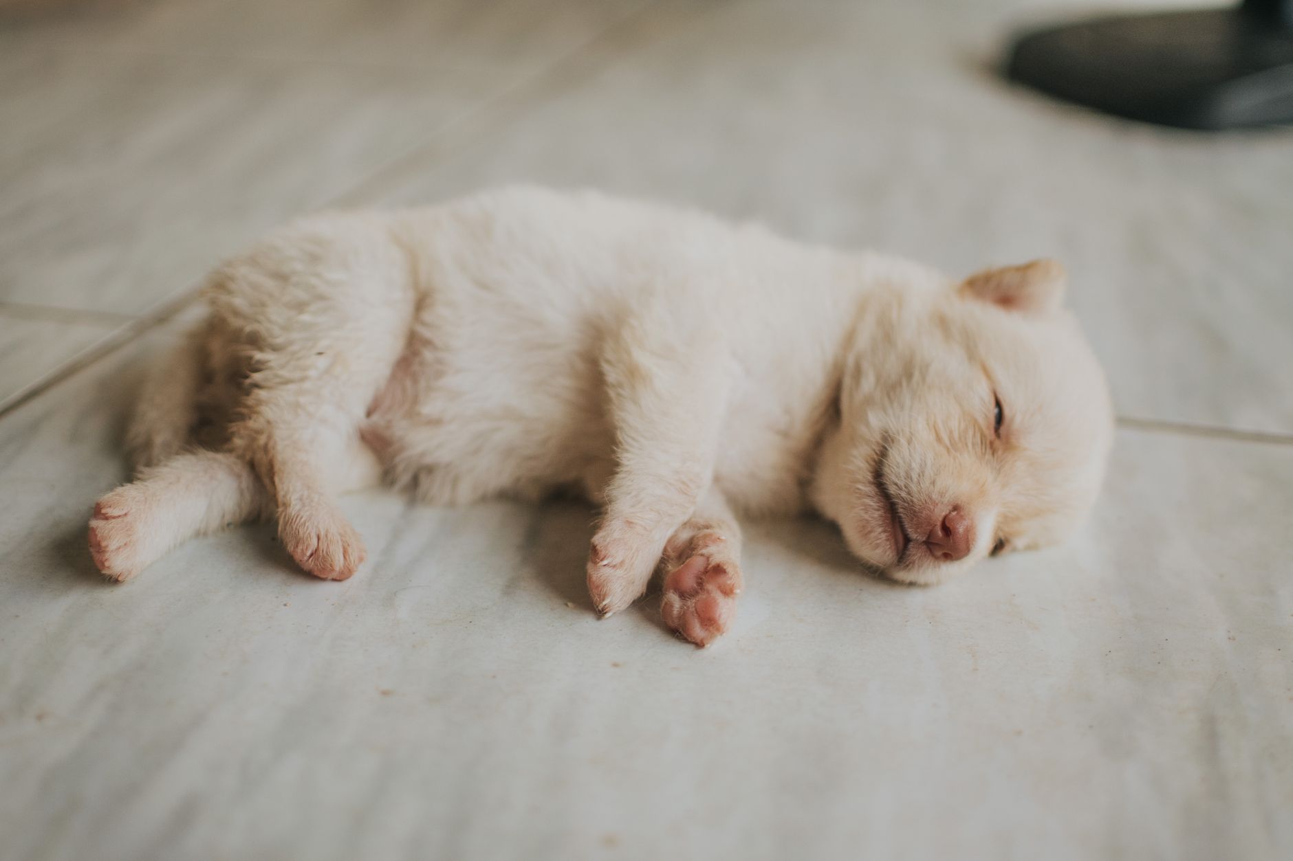 Yaşlı Köpek Beslenmesi: İhtiyaçlar ve Diyet Ayarı