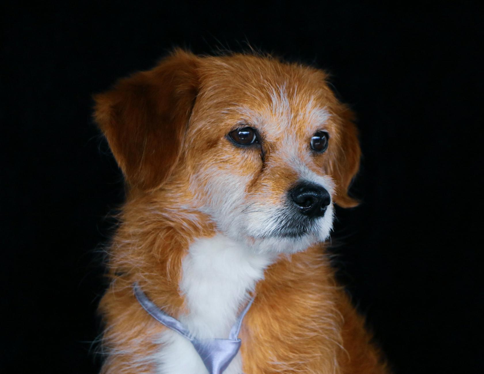 Yaşlı Köpek Beslenmesi: İhtiyaçlar ve Diyet Ayarı