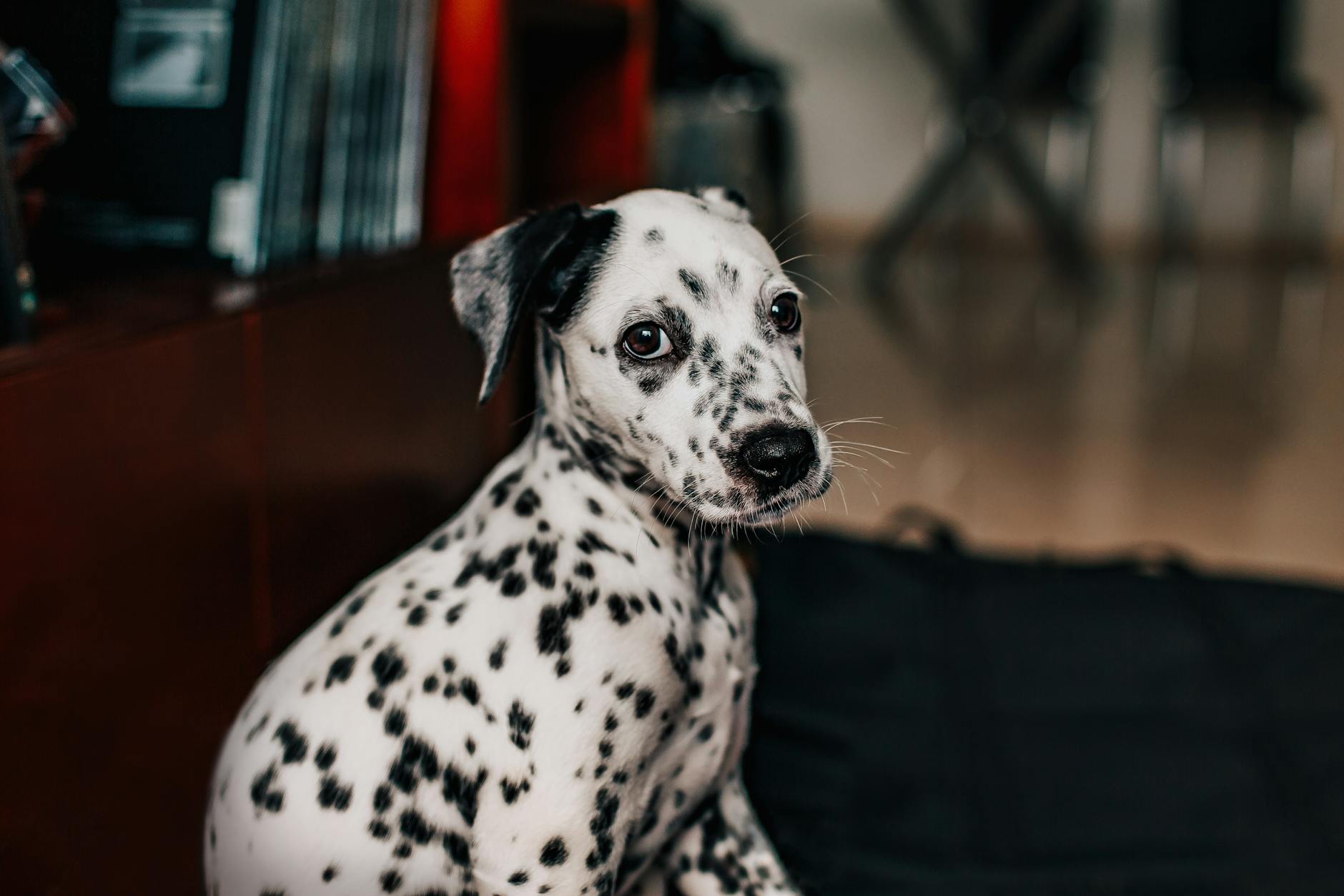 Yaşlı Köpek Beslenmesi: İhtiyaçlar ve Diyet Ayarı