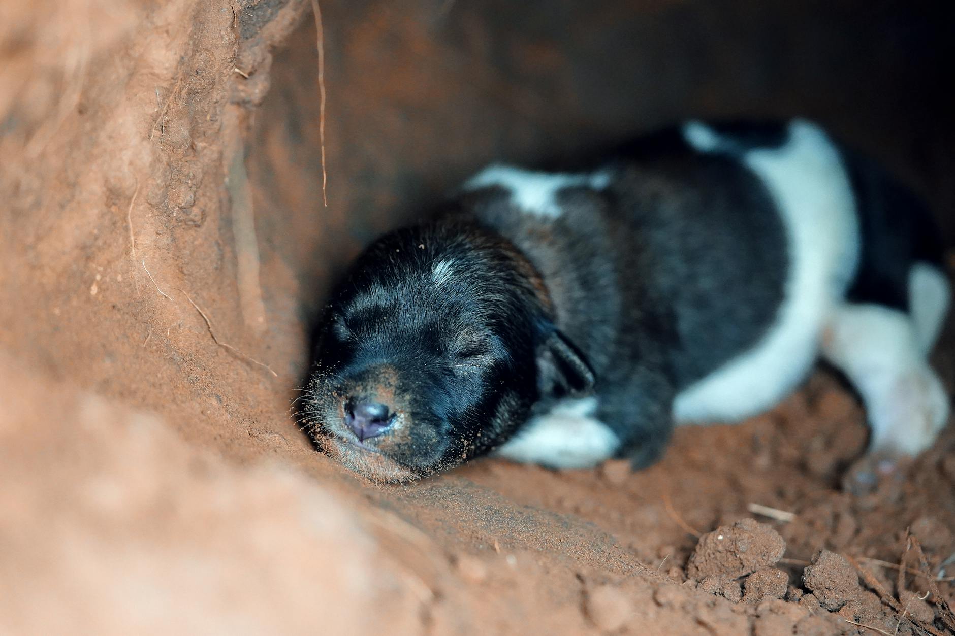 Yaşlı Köpekte Ev Düzeni ve Mobilite Desteği