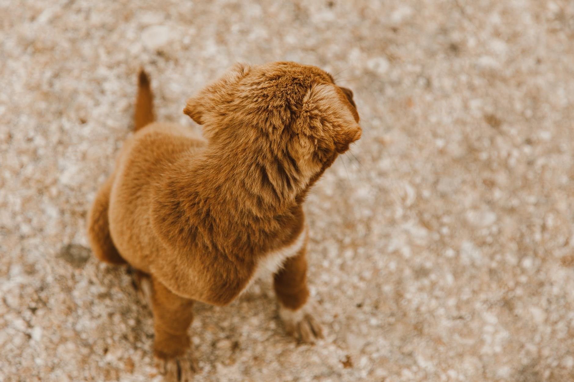 Yaşlı Köpekte Ev Düzeni ve Mobilite Desteği