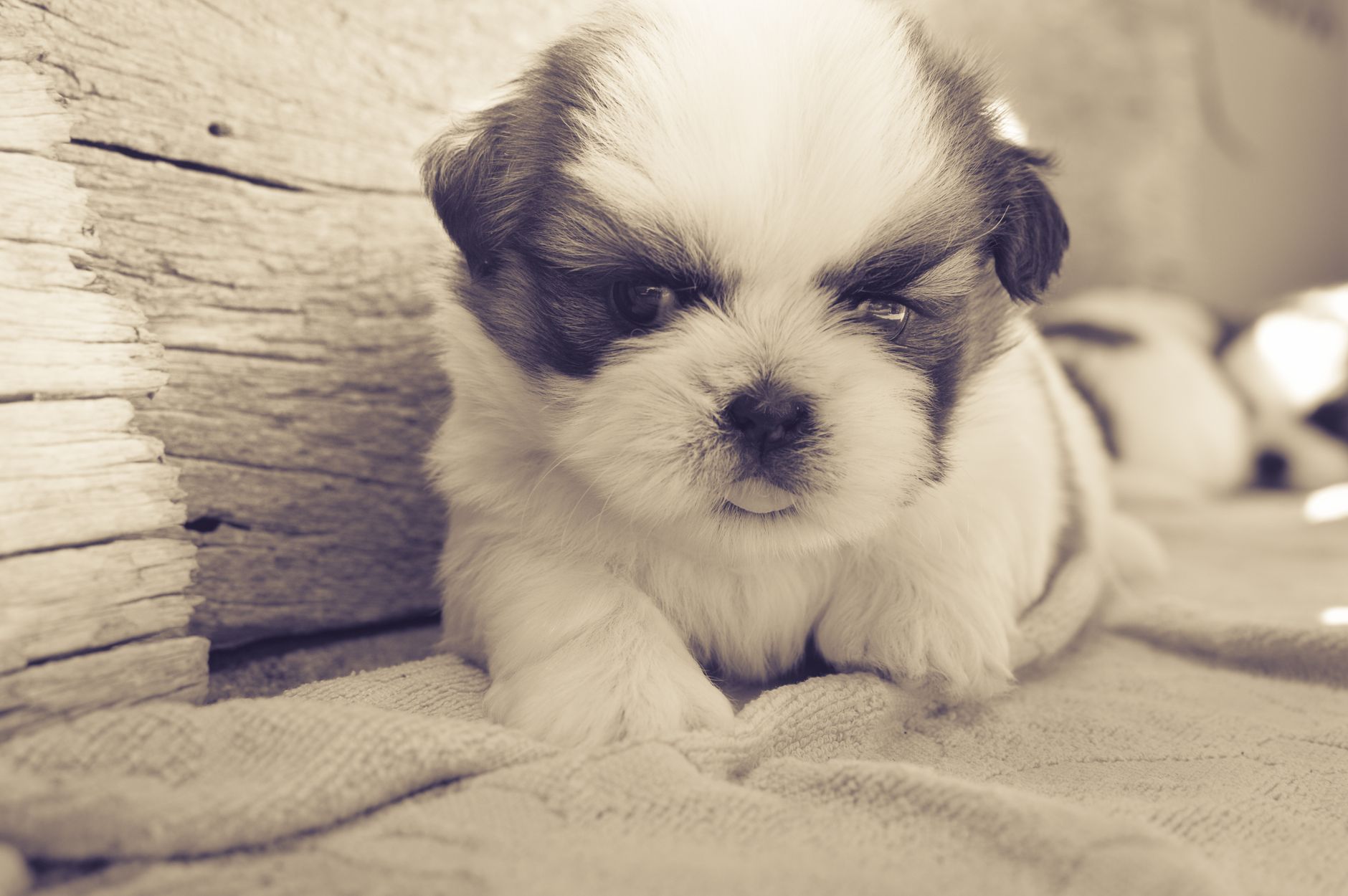 Yaşlı Köpekte Ev Düzeni ve Mobilite Desteği