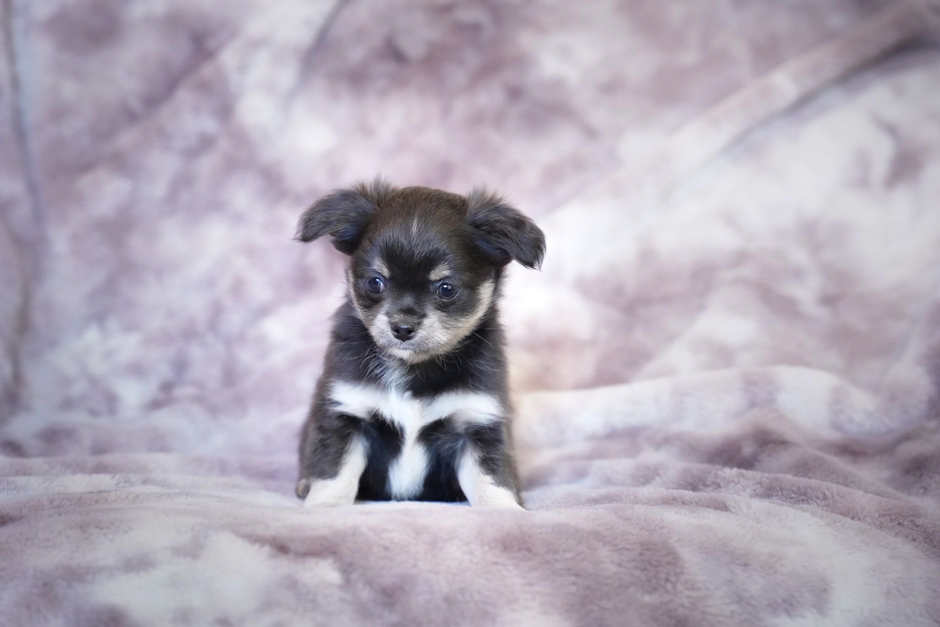 Yaşlı Köpekte Sağlık Takibi: Tarama ve Veteriner Sıklığı