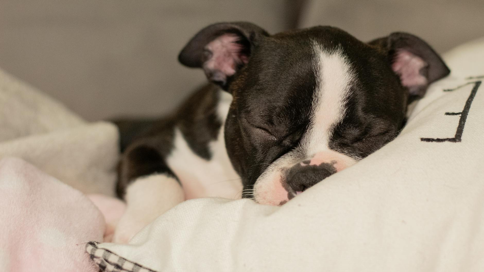 Yaşlı Köpekte Sağlık Takibi: Tarama ve Veteriner Sıklığı