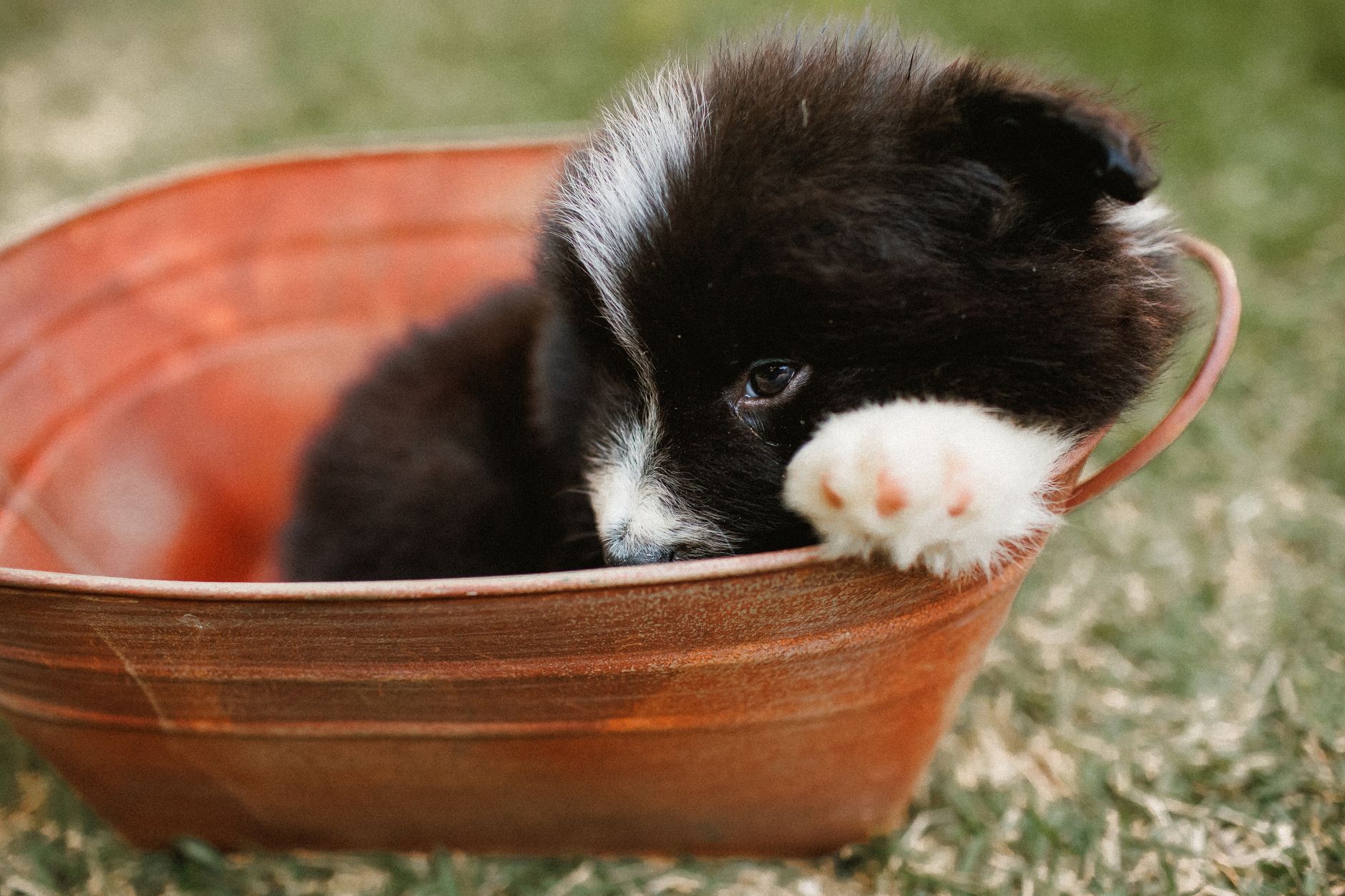 Yaşlı Köpekte Sağlık Takibi: Tarama ve Veteriner Sıklığı