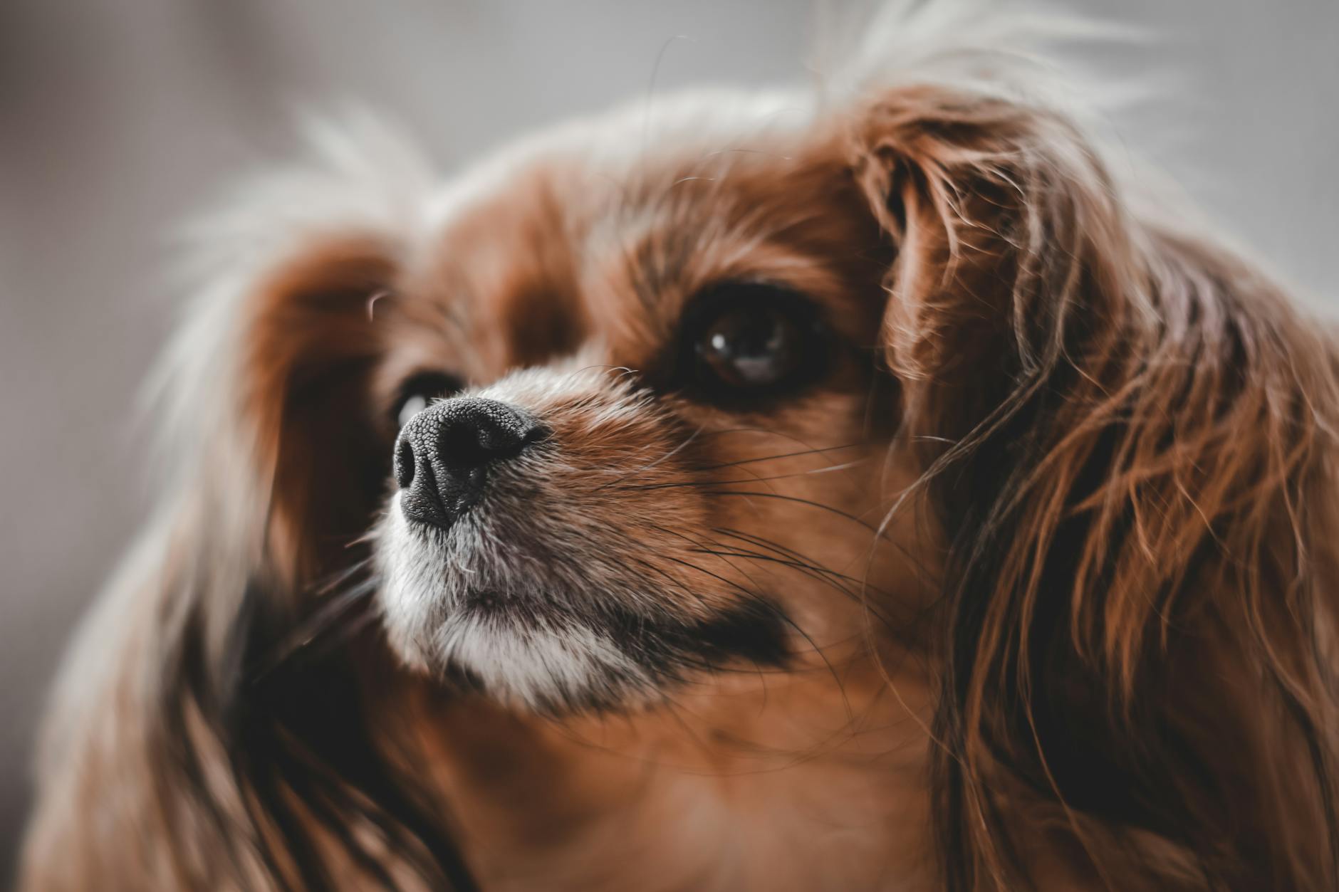 Köpekte Sıcak Çarpması: Belirti ve Soğutma