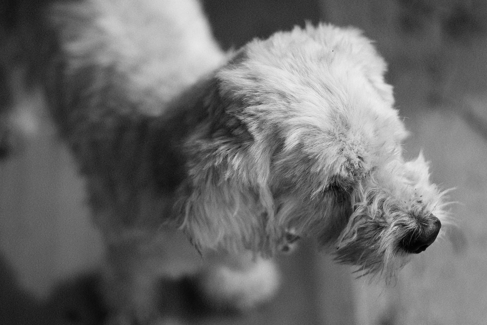 Köpekte Sıcak Çarpması: Belirti ve Soğutma