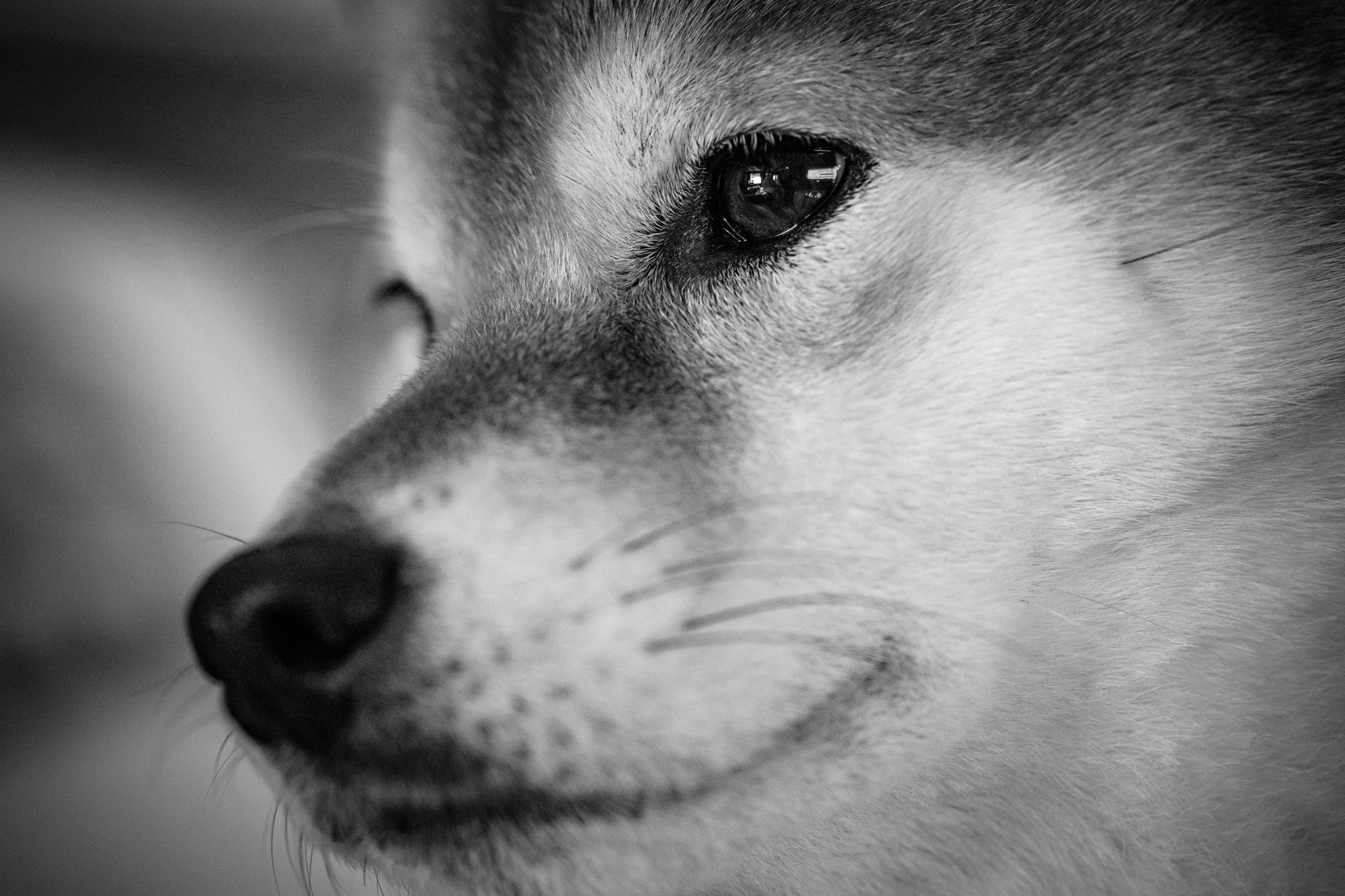 Köpekte Sıcak Çarpması: Belirti ve Soğutma