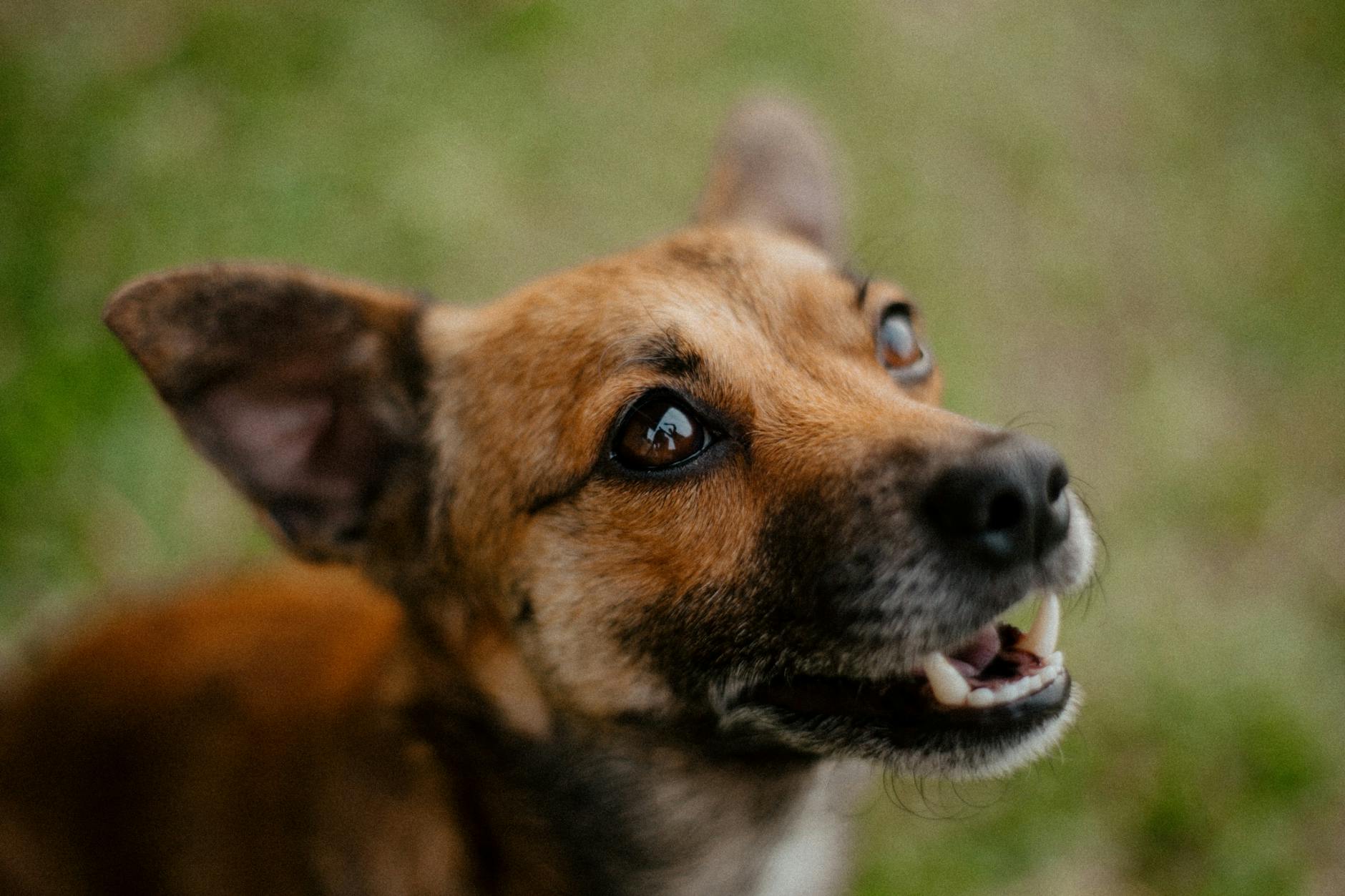 Köpekte Sorumlu Üretim ve Sağlık Taraması