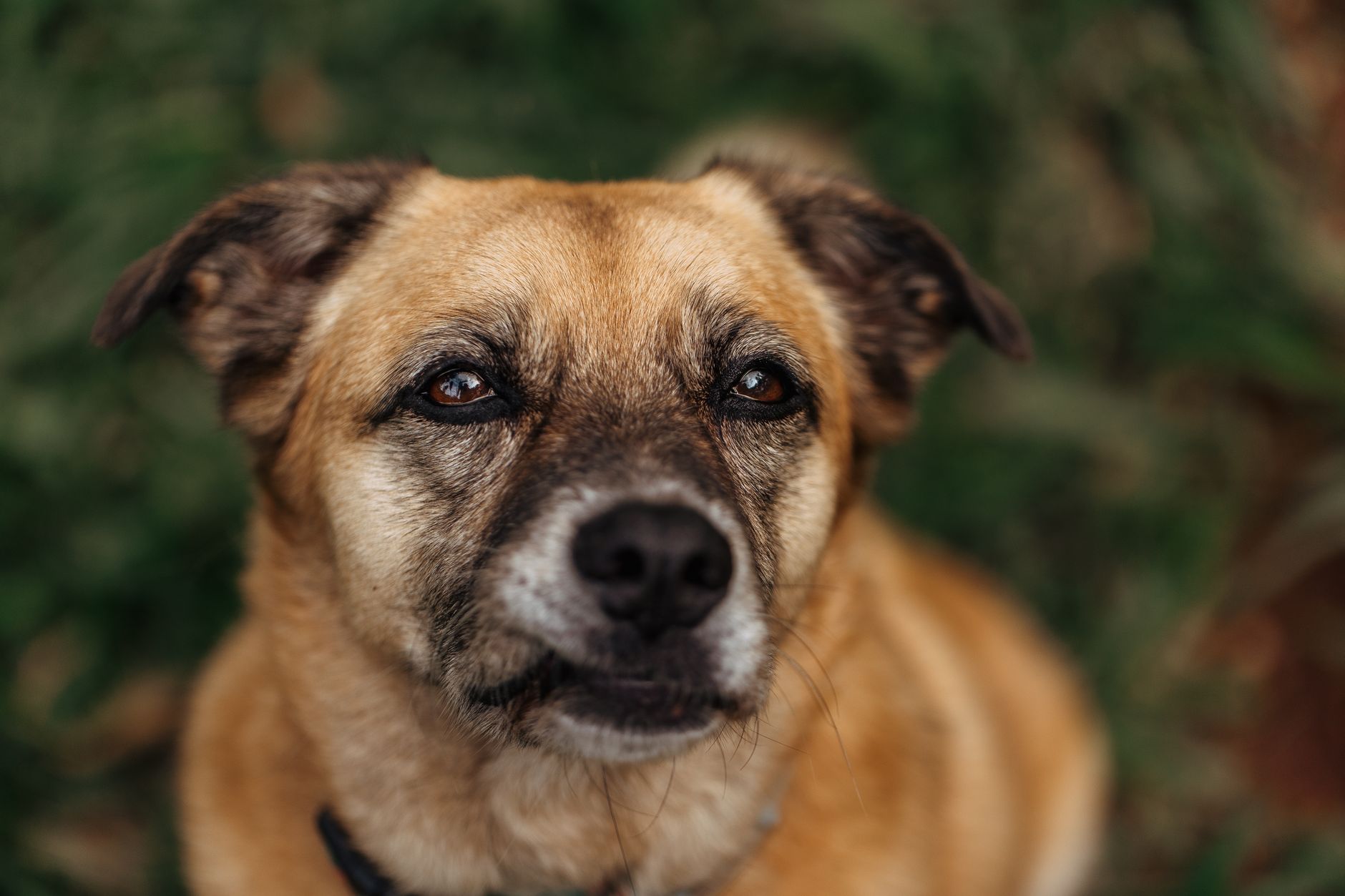 Köpekte Sorumlu Üretim ve Sağlık Taraması