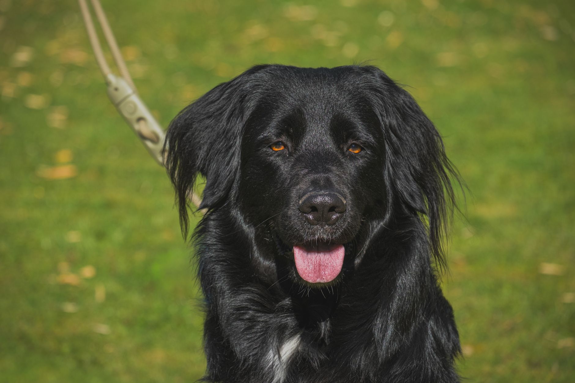 Köpekte Sorumlu Üretim ve Sağlık Taraması
