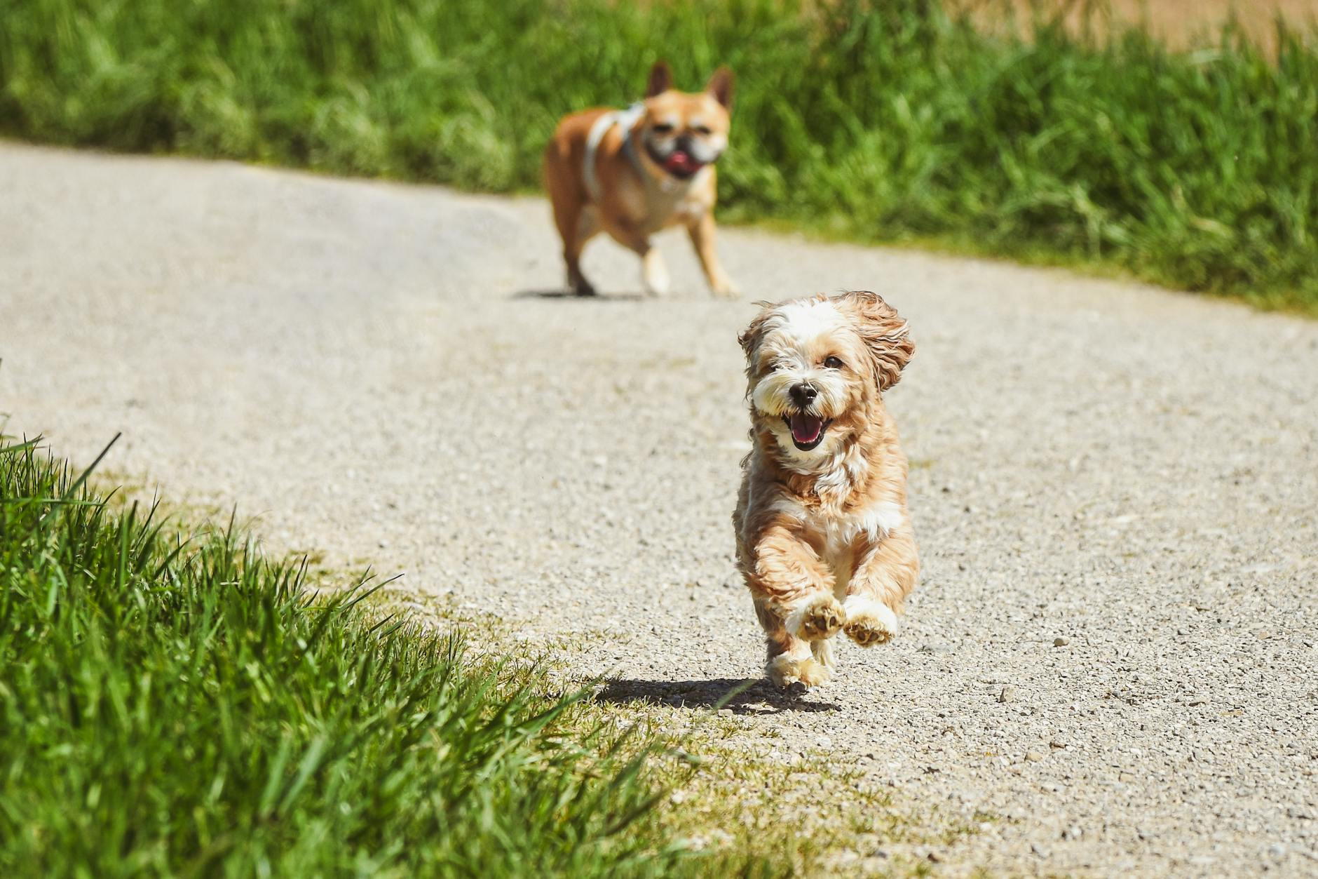 Köpek Sosyalleştirme: Yavru ve Yetişkinde Doğru Yaklaşım